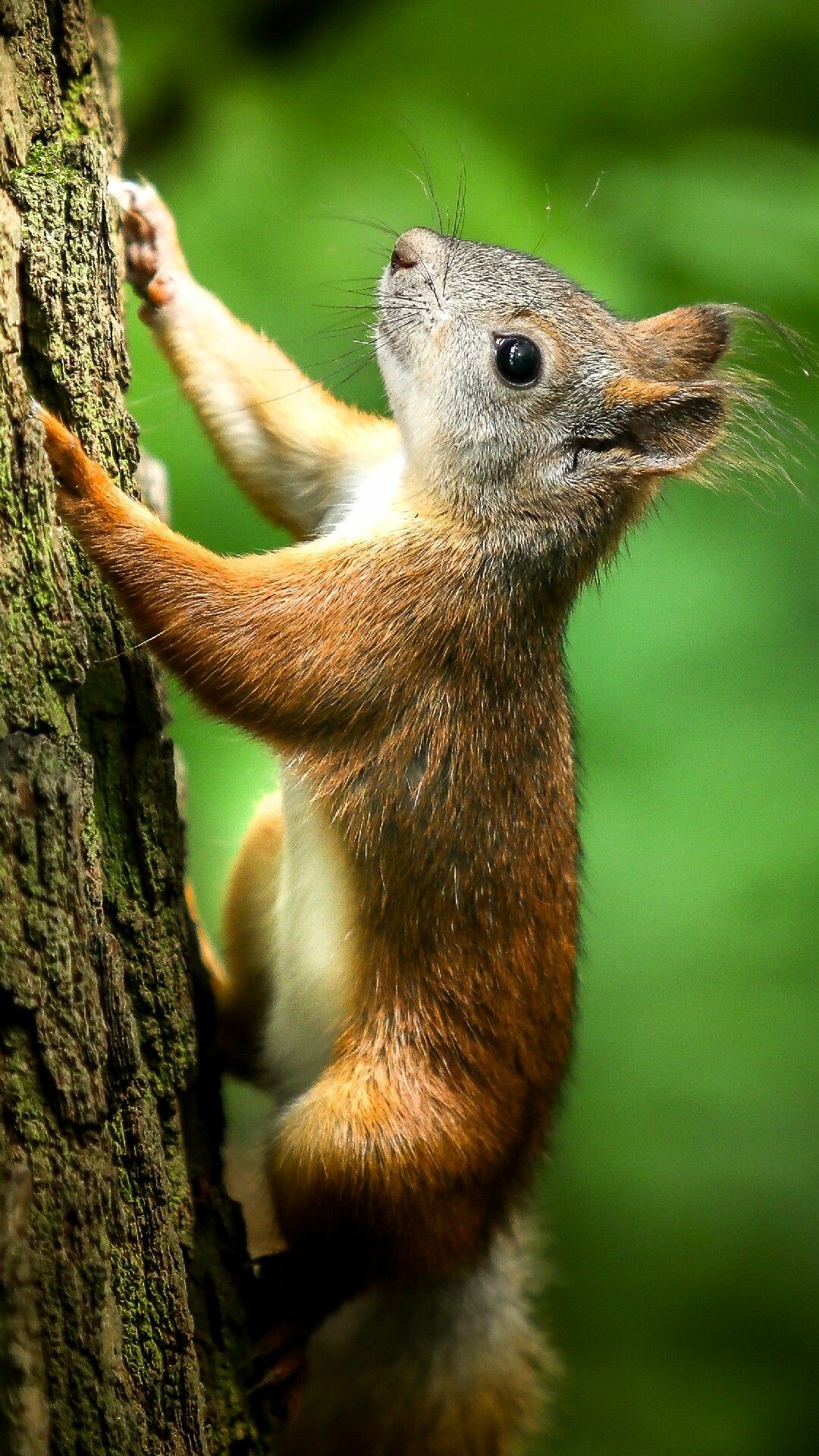 Squirrel: A small animal covered in fur with a long tail. 1080x1920 Full HD Wallpaper.