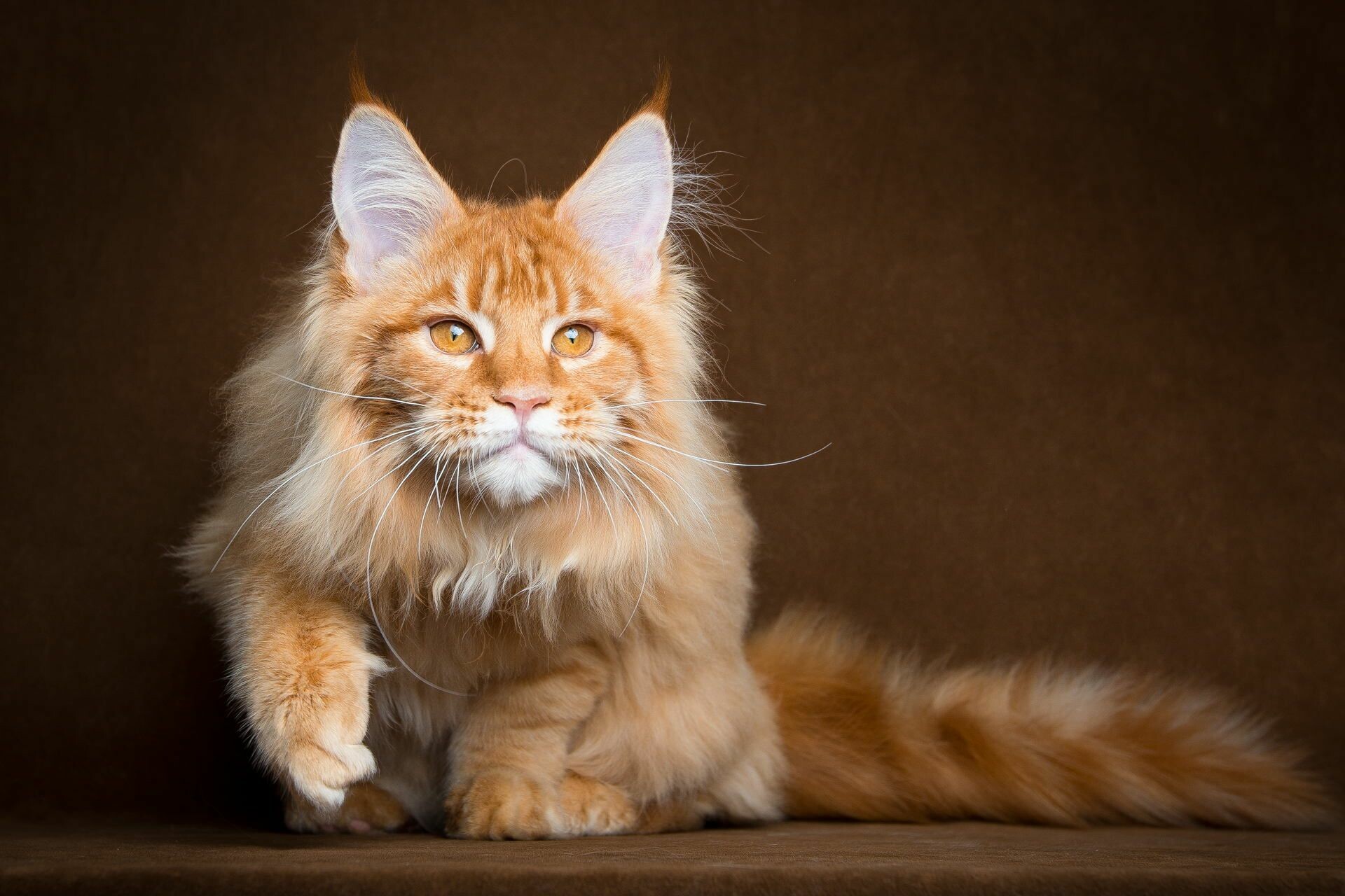 Maine Coon: A massive cat with a powerful muscular athletic body in keeping with its impressive size. 1920x1280 HD Background.