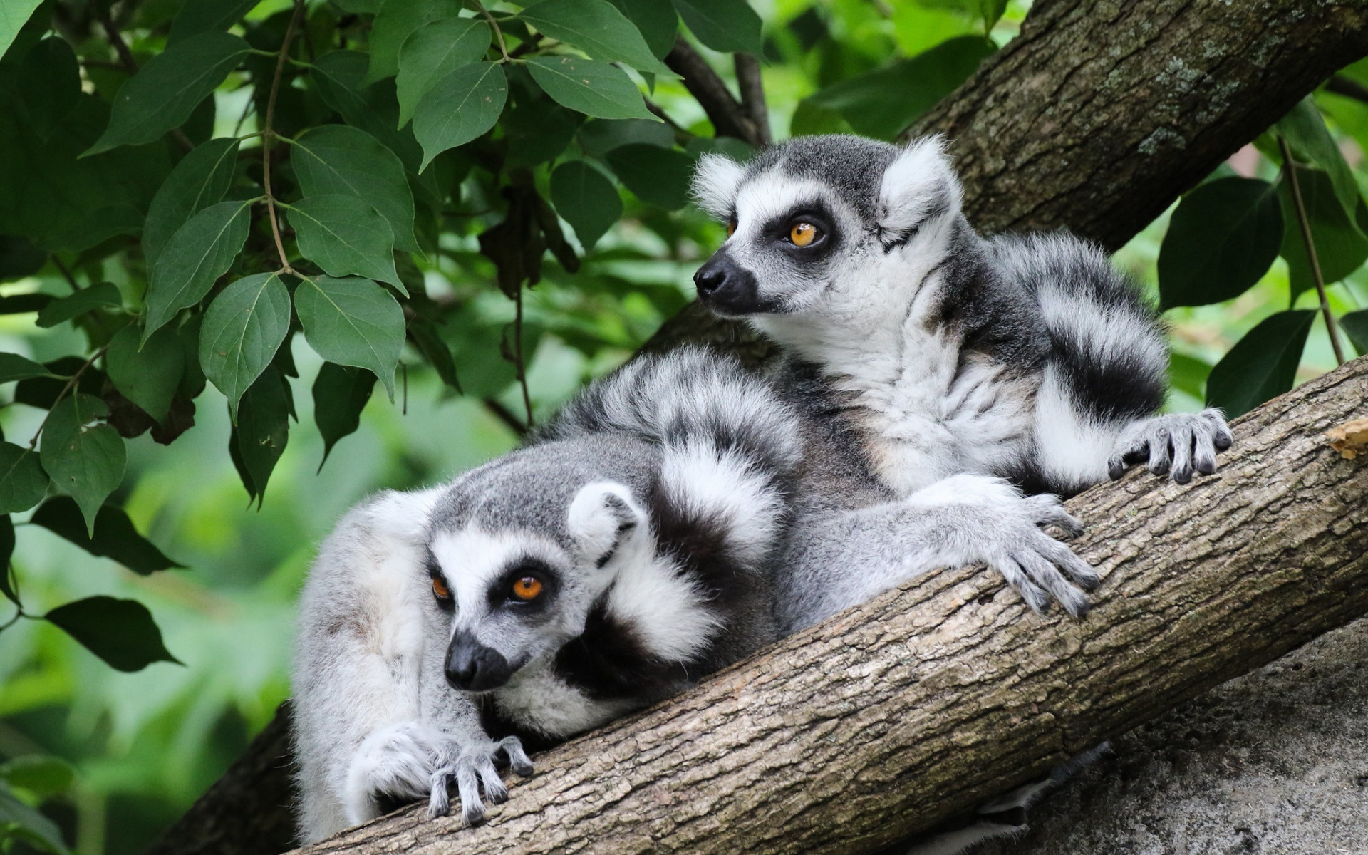 Lemur wildlife, Madagascar forest, High-quality resolution, Captivating imagery, 1920x1200 HD Desktop