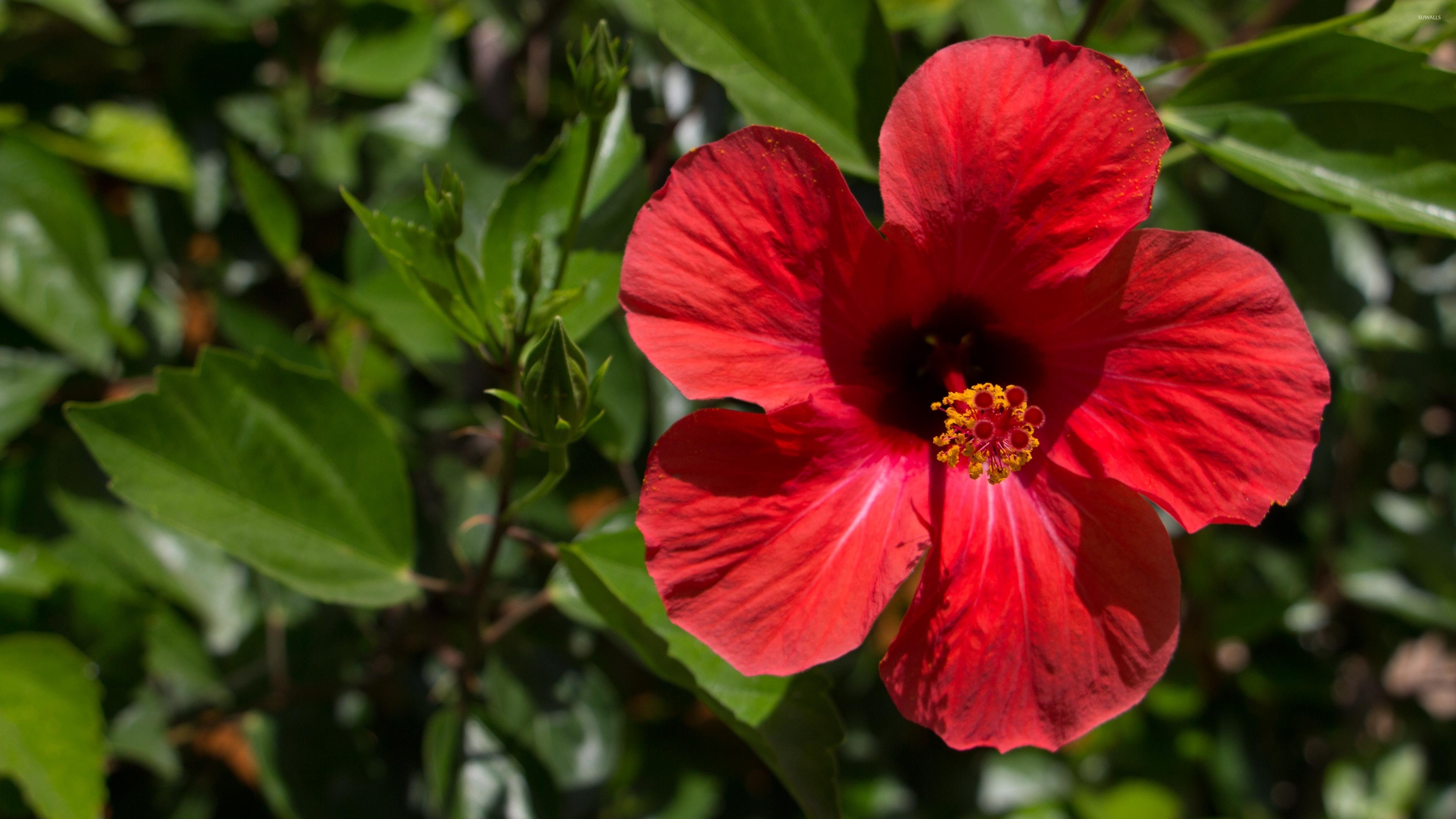 Red hibiscus blossom, Afternoon sun beauty, Stunning floral wallpaper, Nature's delight, 3840x2160 4K Desktop