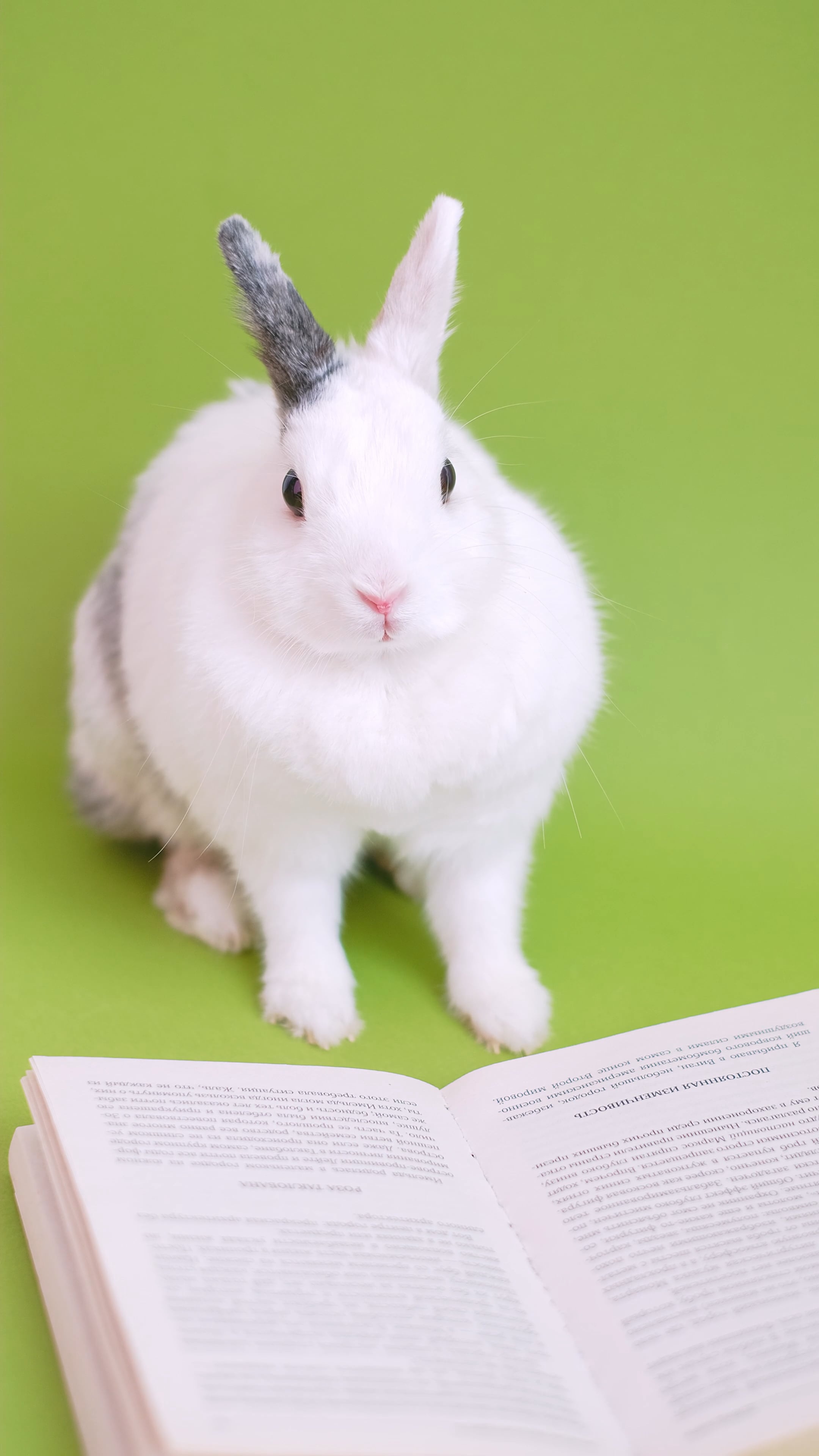 Cute bunny, Book enthusiast, Free stock video, Fuzzy friend, 2160x3840 4K Handy