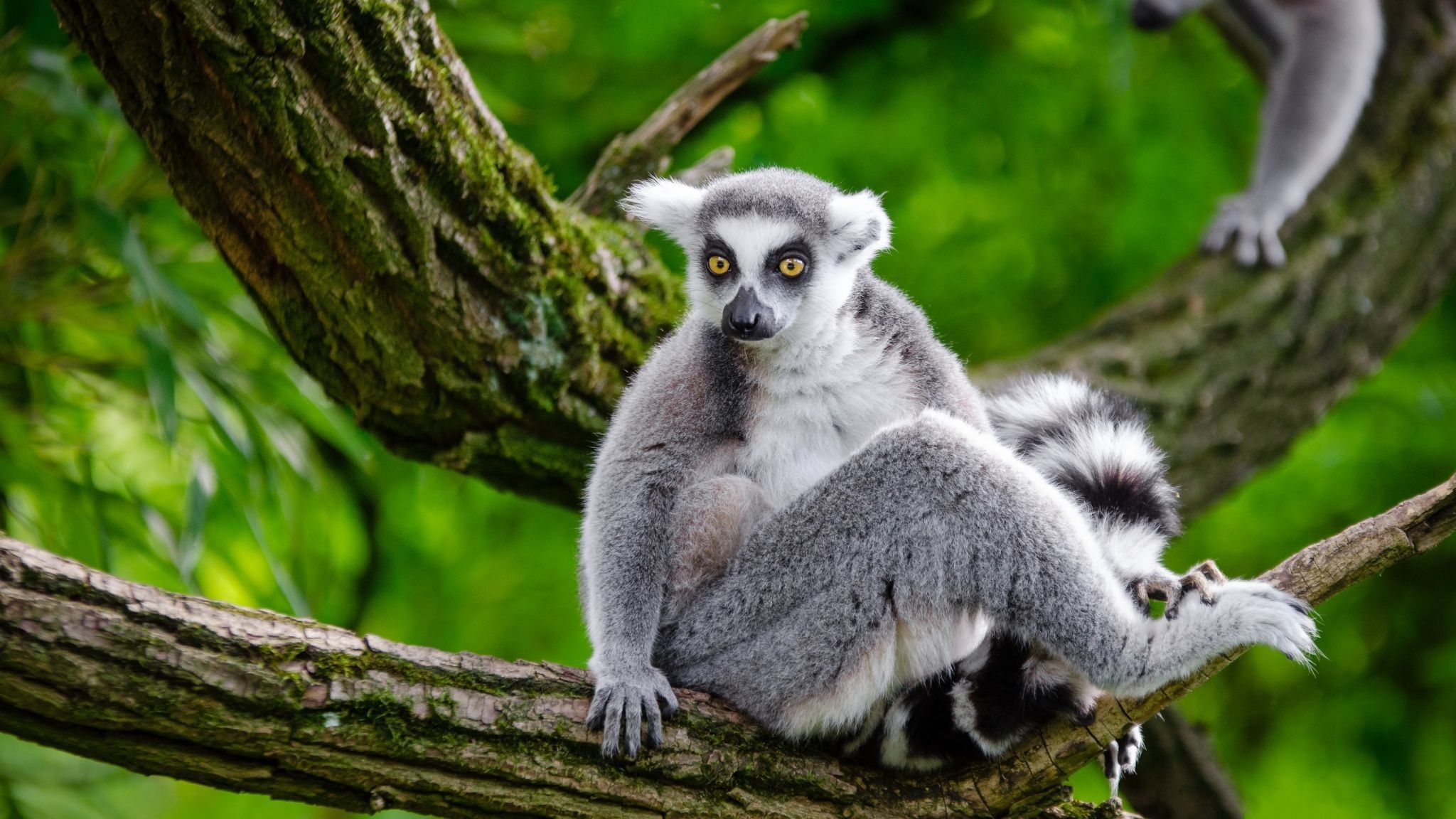 Ring Tailed Lemur, Animals, Lemur wallpaper, Tailed beauty, 2050x1160 HD Desktop