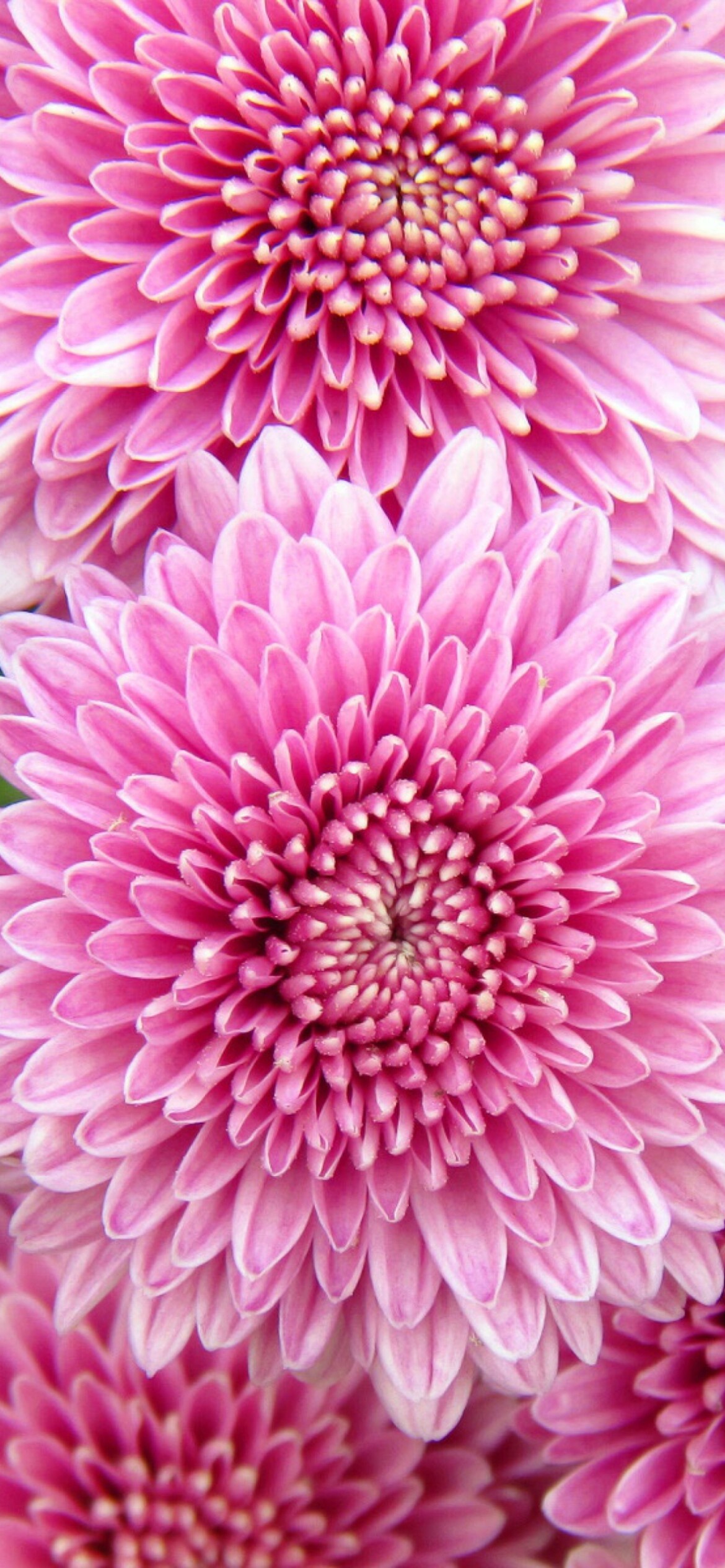 Chrysanthemum: In Chinese culture, it is a symbol of autumn and the flower of the ninth moon. 1170x2540 HD Wallpaper.