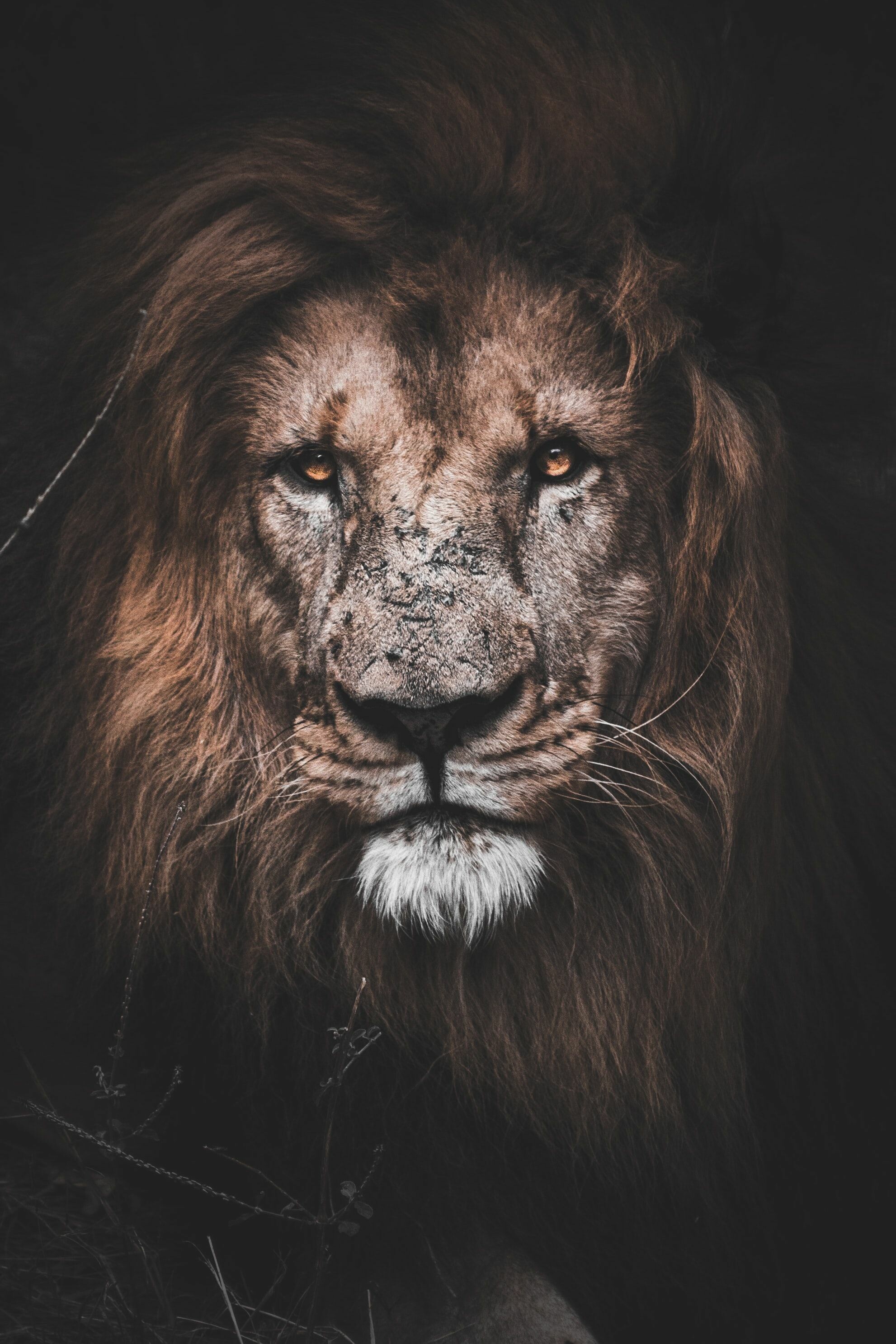 Lion: The mane starts growing when lions are about a year old. 1990x2980 HD Background.