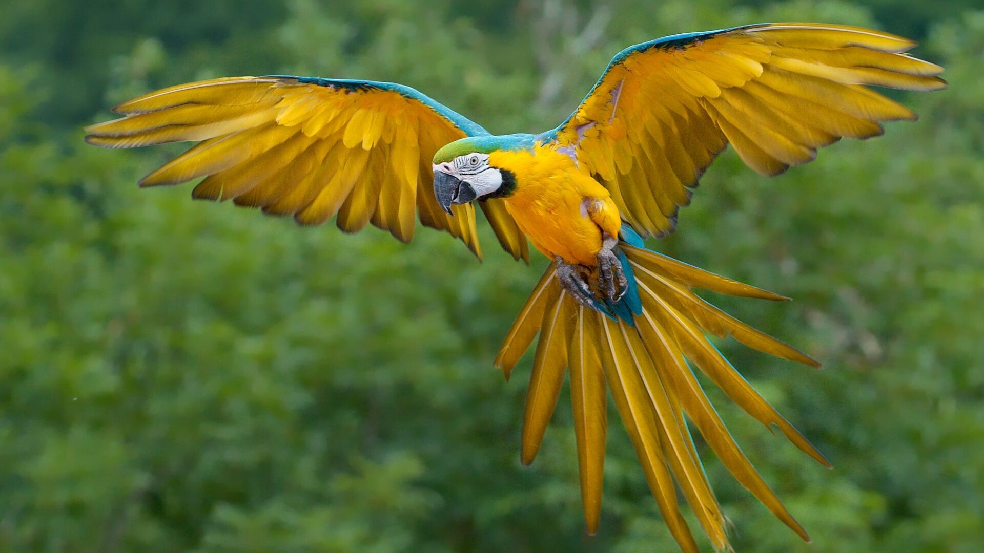 Bird: Macaw, A group of New World parrots that are long-tailed and often colorful. 1920x1080 Full HD Background.
