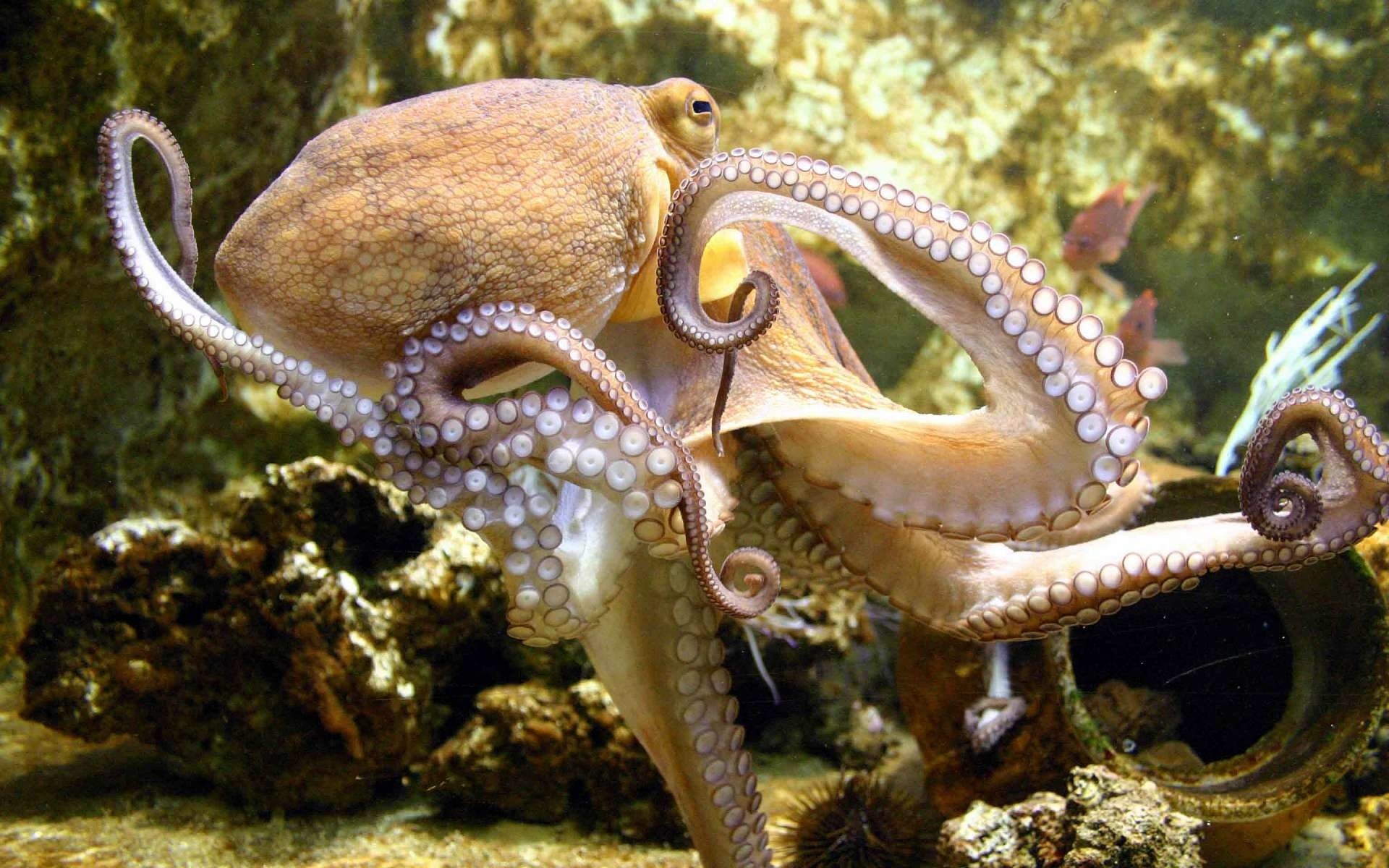 Mesmerizing octopus, Captivating wallpaper, Aquatic beauty, Underwater creature, 1920x1200 HD Desktop