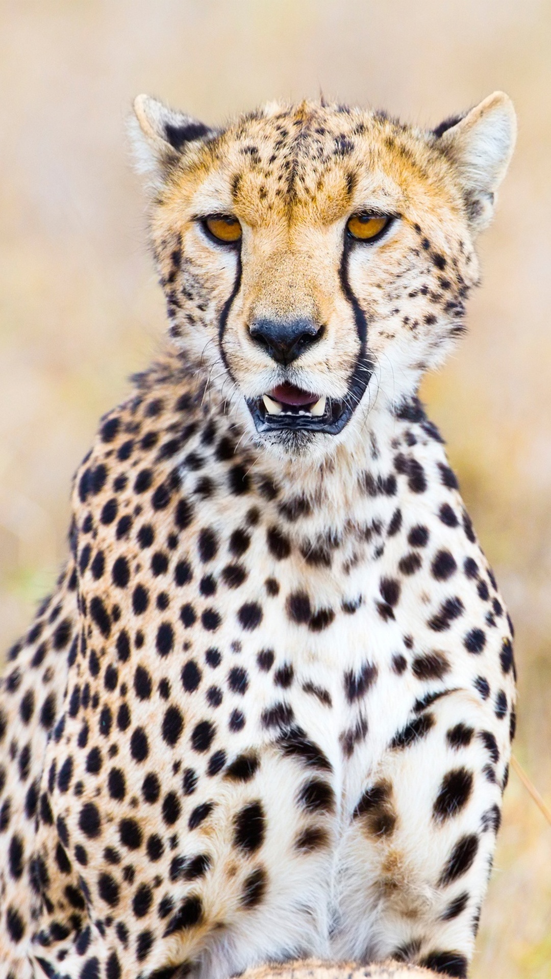 Cheetah iPhone wallpapers, Top-notch selection, High-definition images, Phone customization, 1080x1920 Full HD Handy