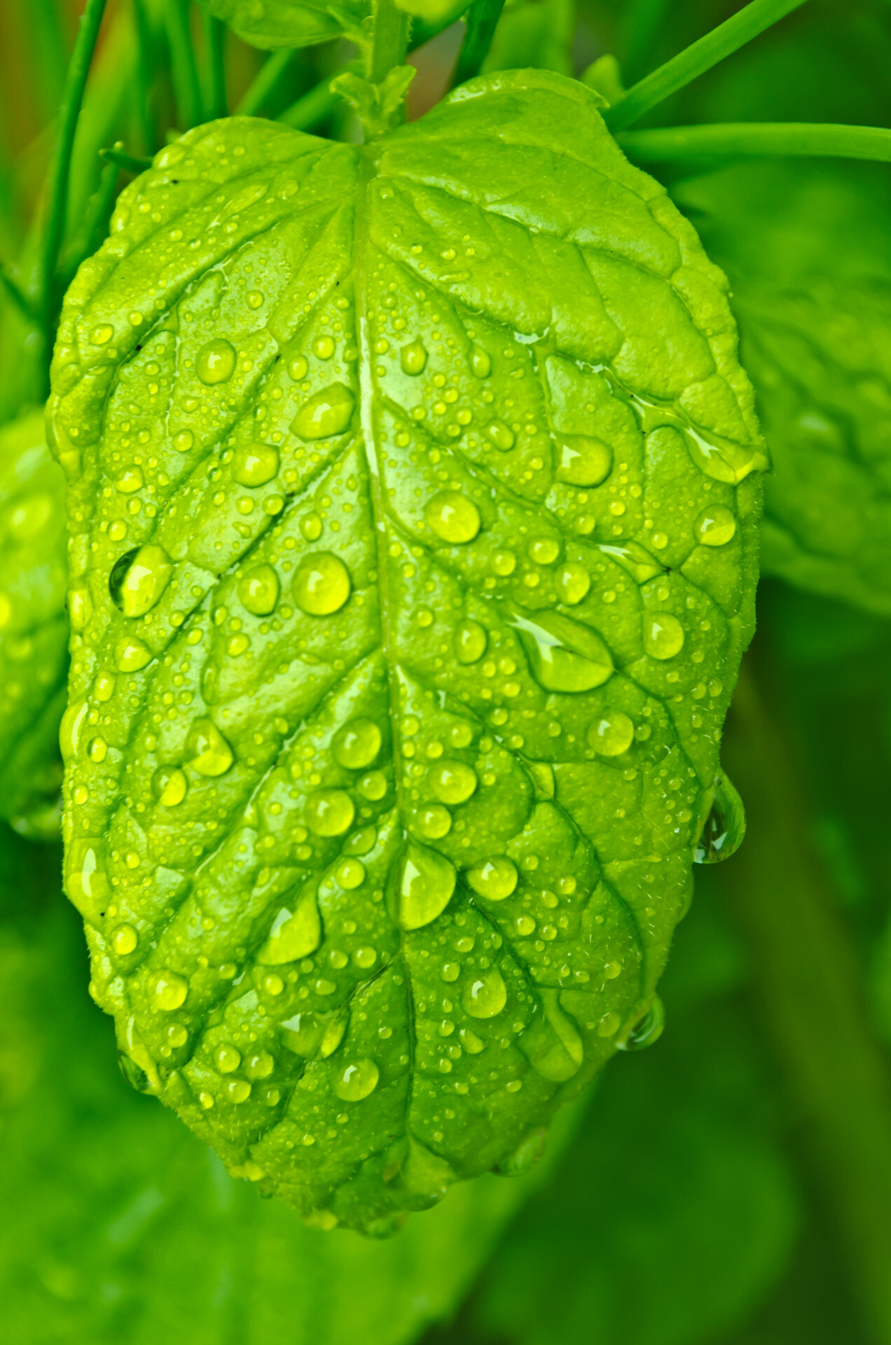 Leaves: Moisture evaporating from plants, Leaf dripping water. 1280x1920 HD Background.