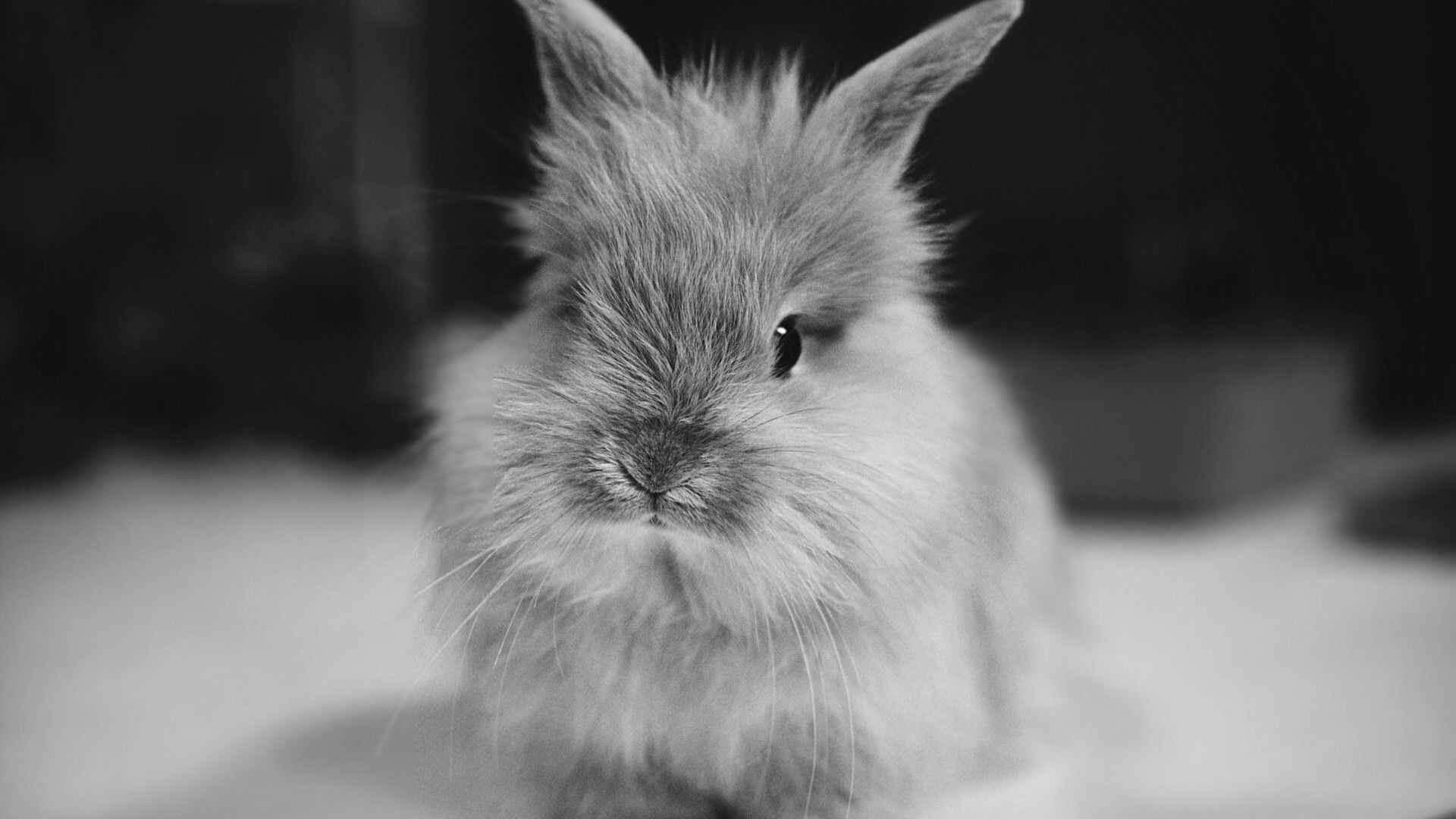 Rabbit: A cute animal, Bunny, Monochrome. 1920x1080 Full HD Background.