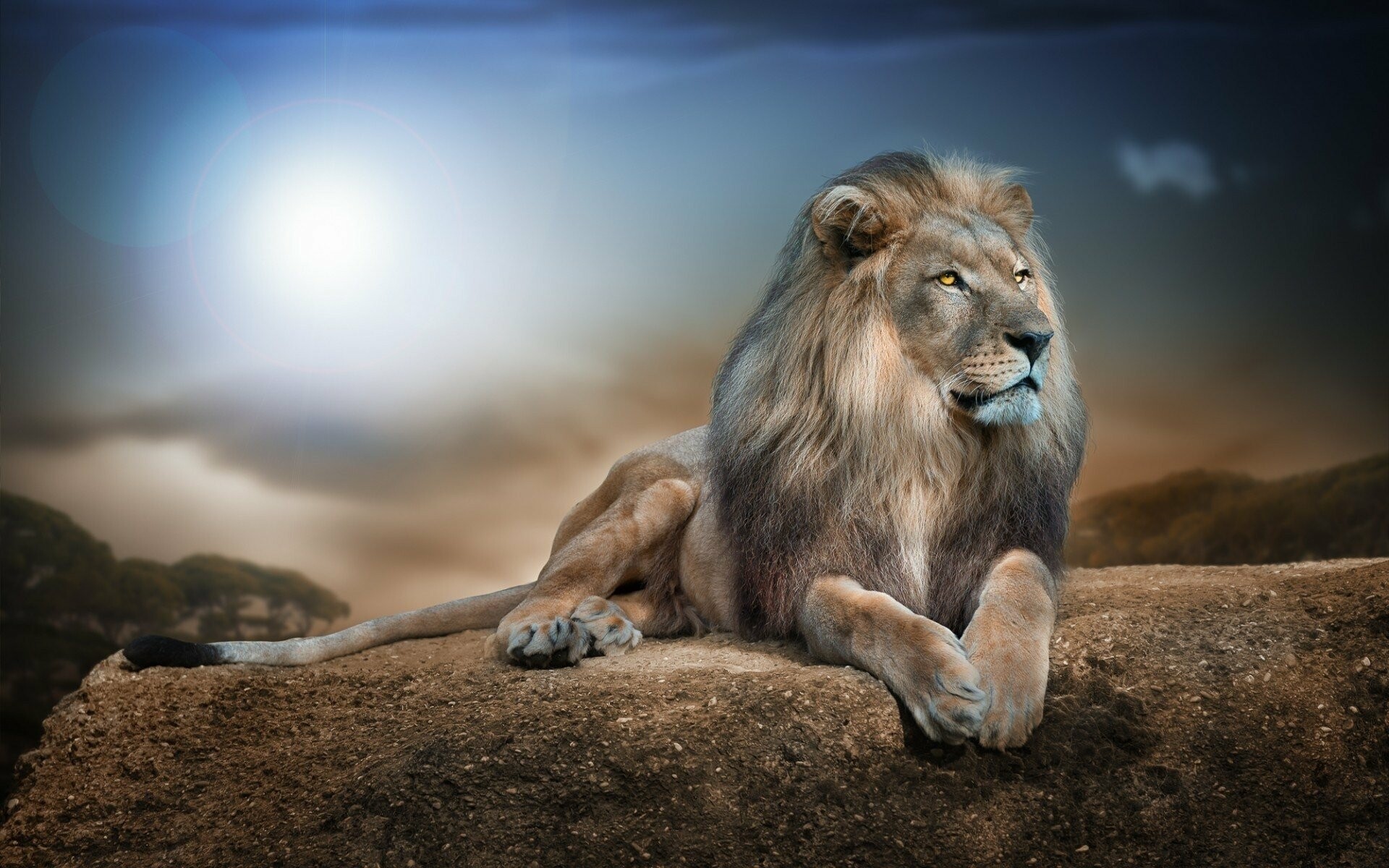 Lion: For all of their roaring, growling, and ferociousness, lions are family animals and truly social in their own communities. 1920x1200 HD Background.