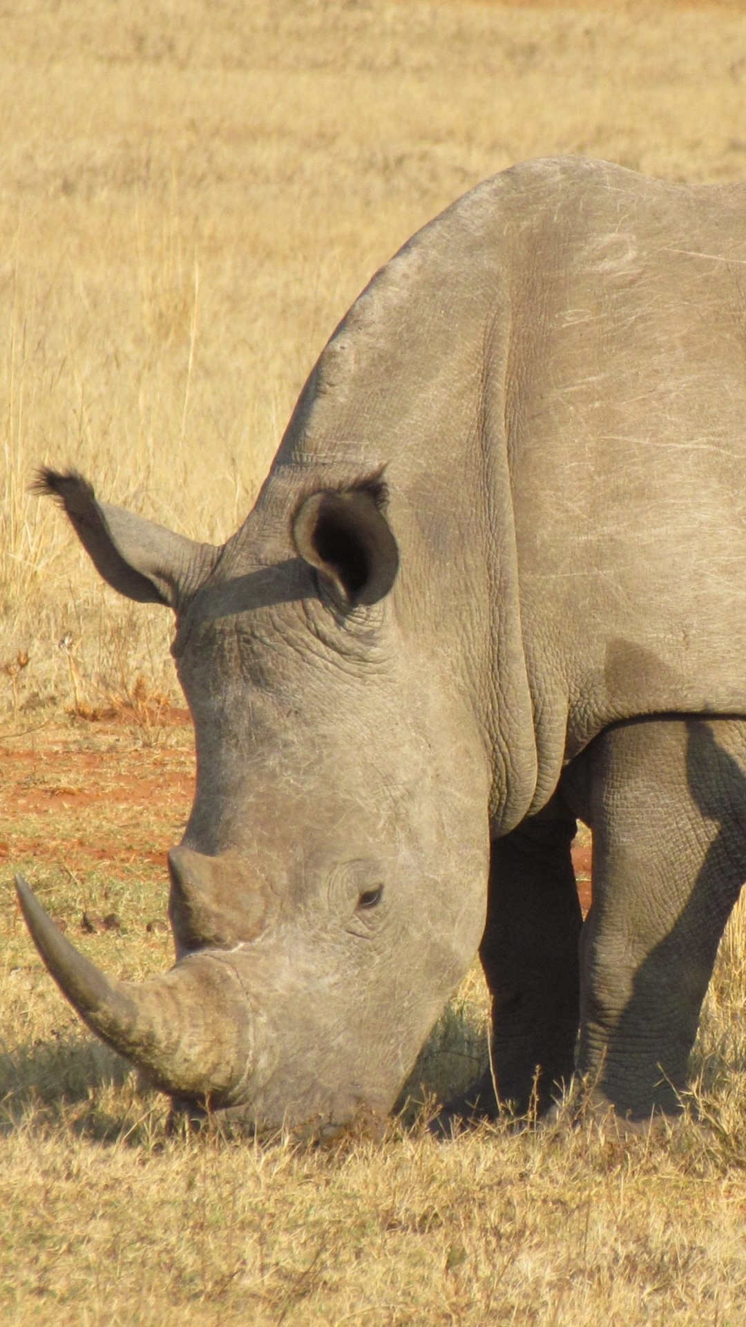 Rhino animal, Powerful rhino depiction, Majestic wildlife image, Rhino in natural habitat, 1080x1920 Full HD Phone