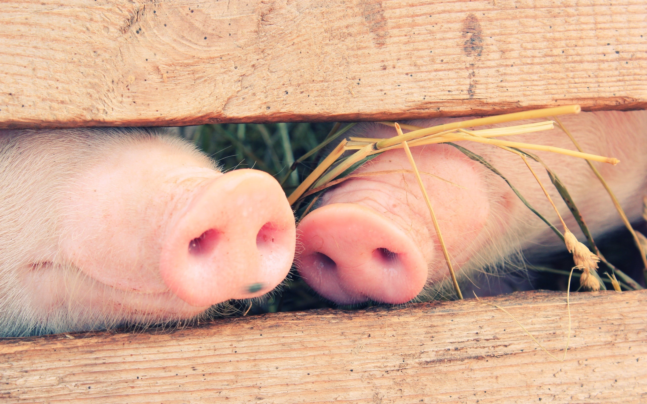 Adorable piglets, Pig farm life, Playful snouts, Oink oink, 2560x1600 HD Desktop