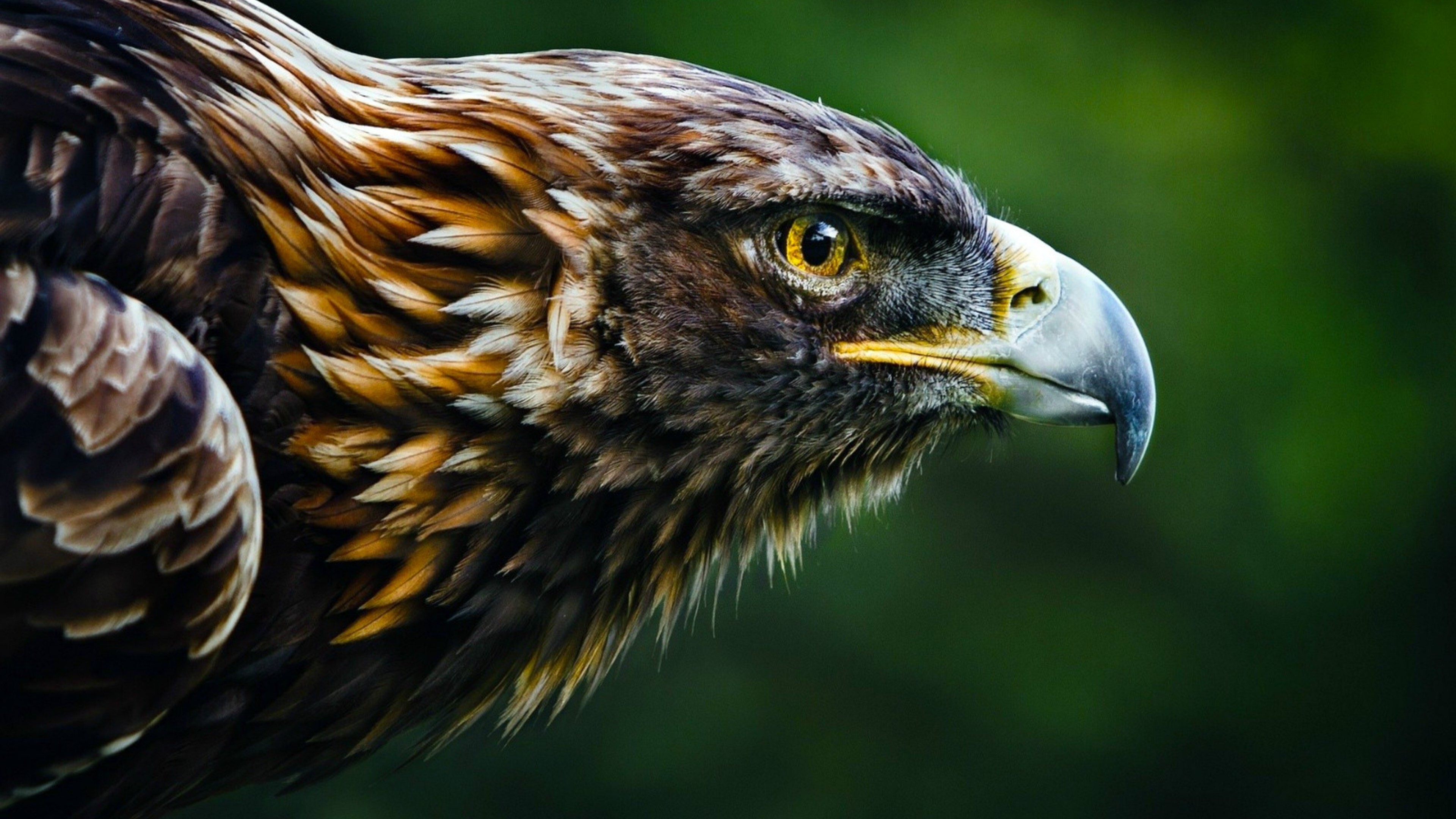 Golden Eagle: A very large raptor, 66 to 102 centimeters in length, The bird's head, Hooked beak. 3840x2160 4K Wallpaper.