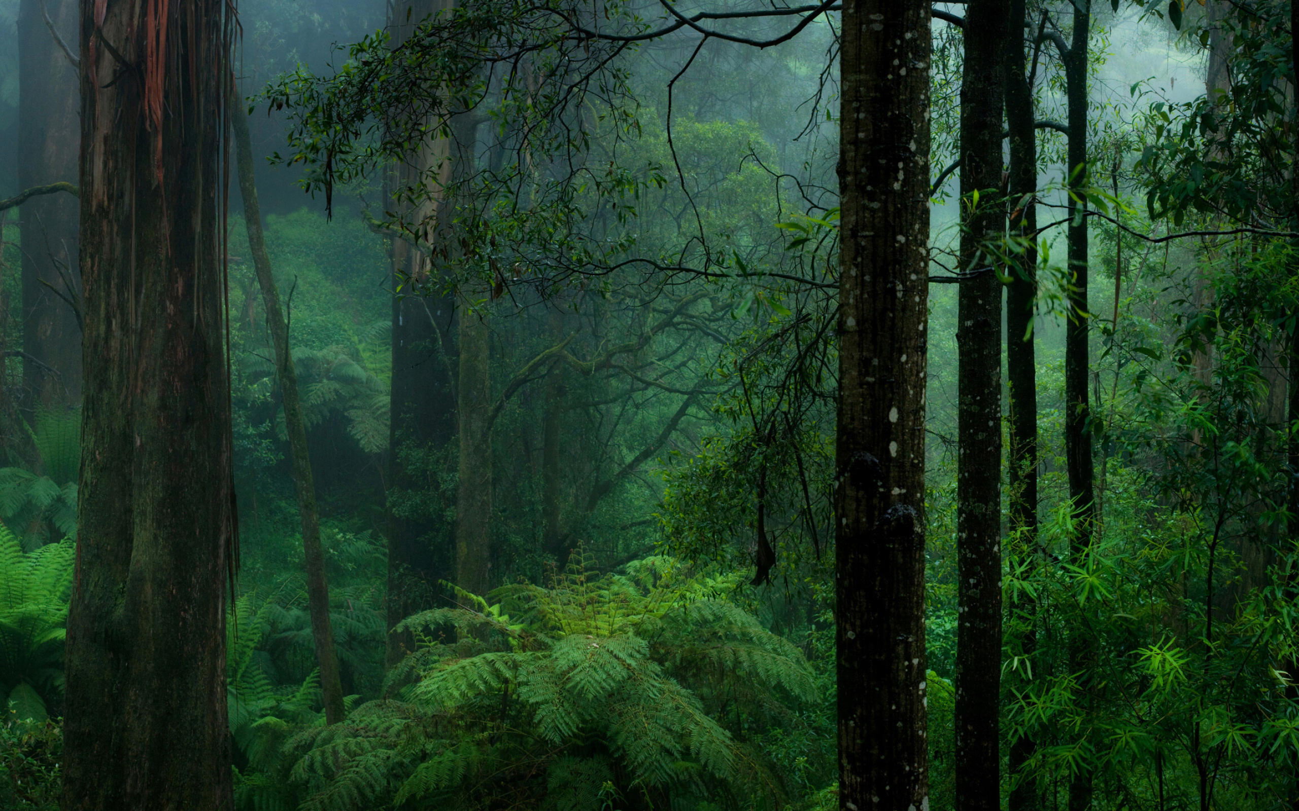 Rainforest: The understory layer is home to a number of birds, snakes and lizards. 2560x1600 HD Background.