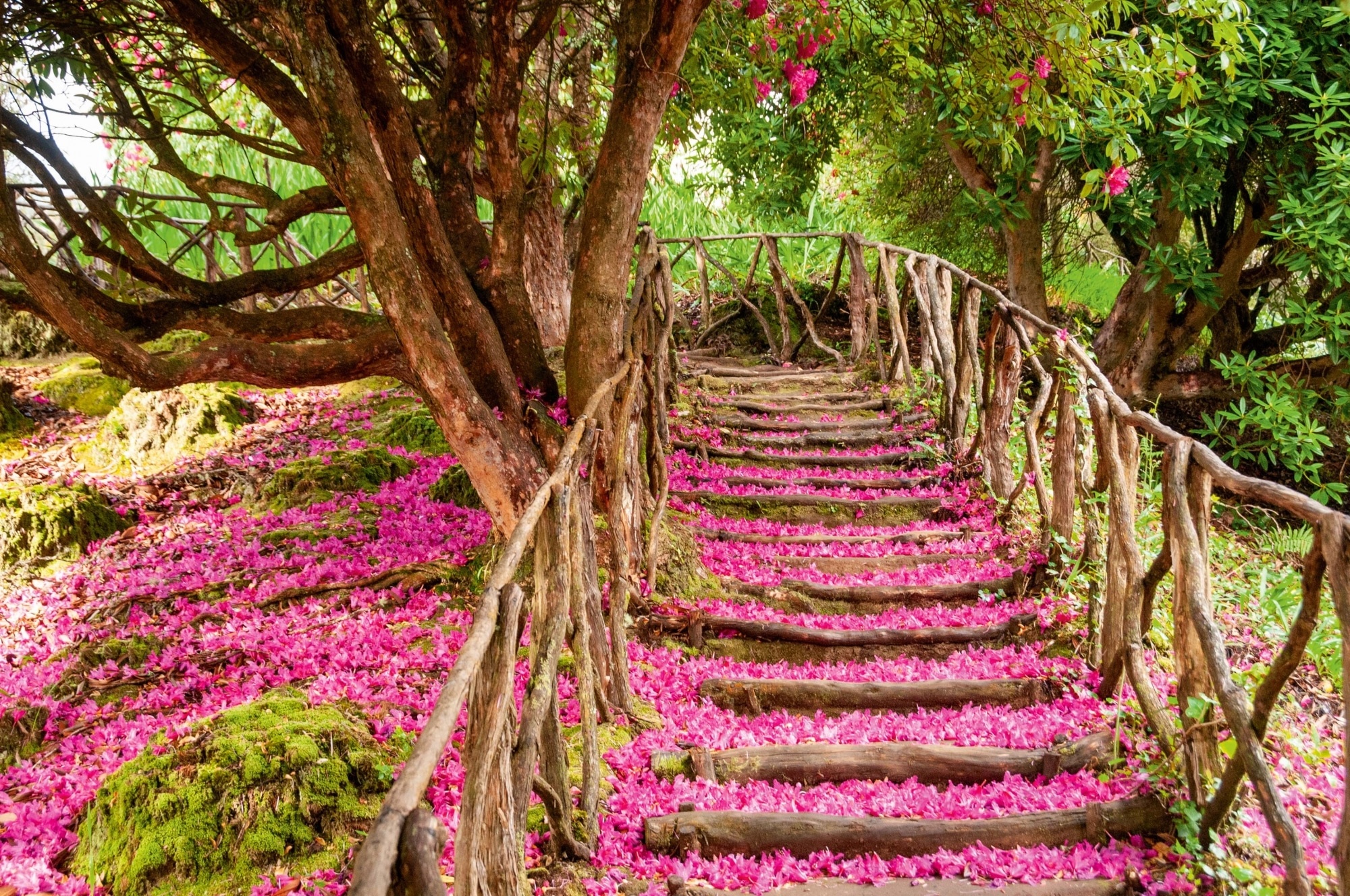 Madeira, Tropical paradise, Exotic flowers, Island getaway, 2000x1330 HD Desktop