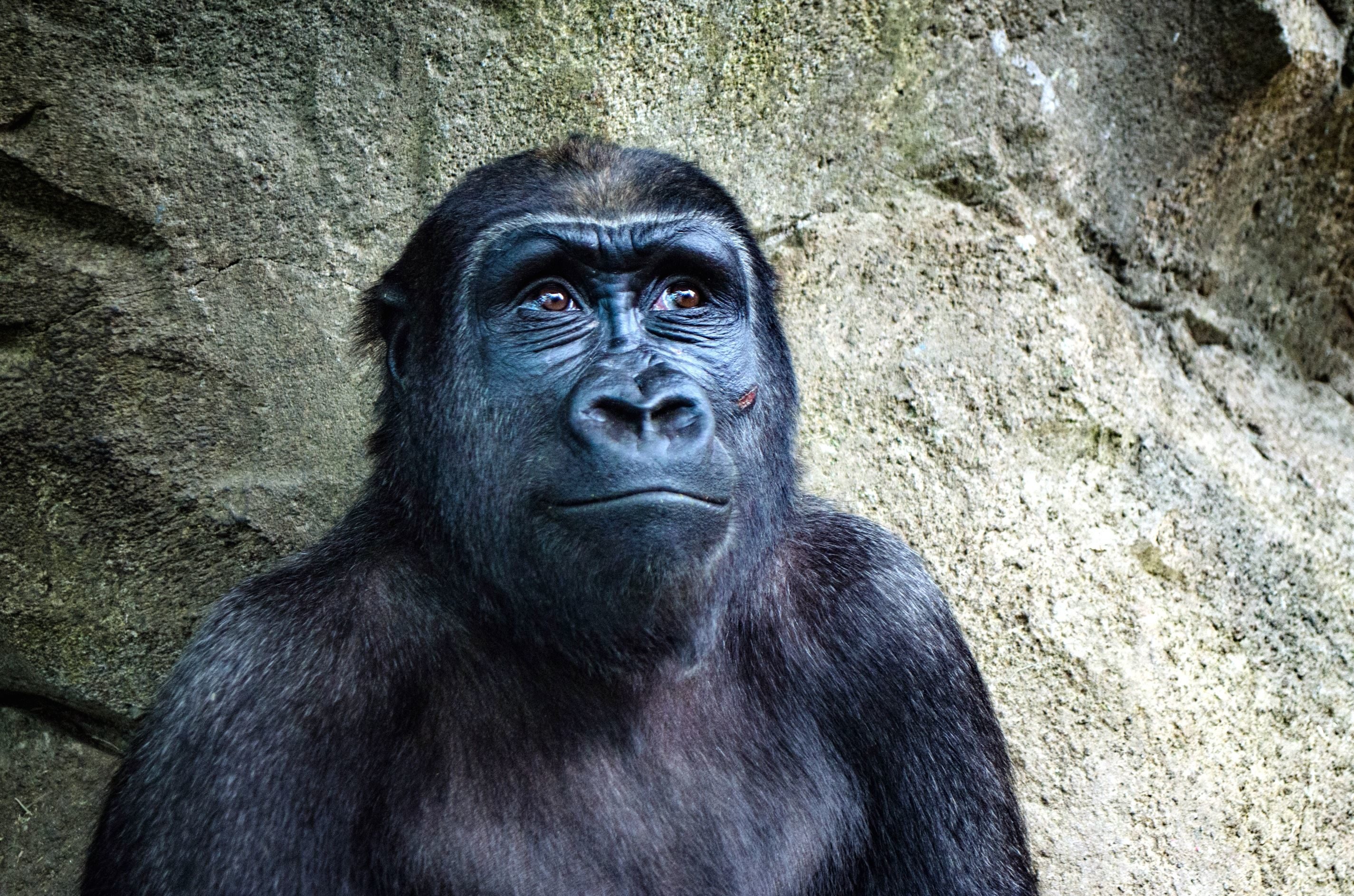 Monkey, gorilla monkey, animal face, wildlife photography, 2850x1890 HD Desktop