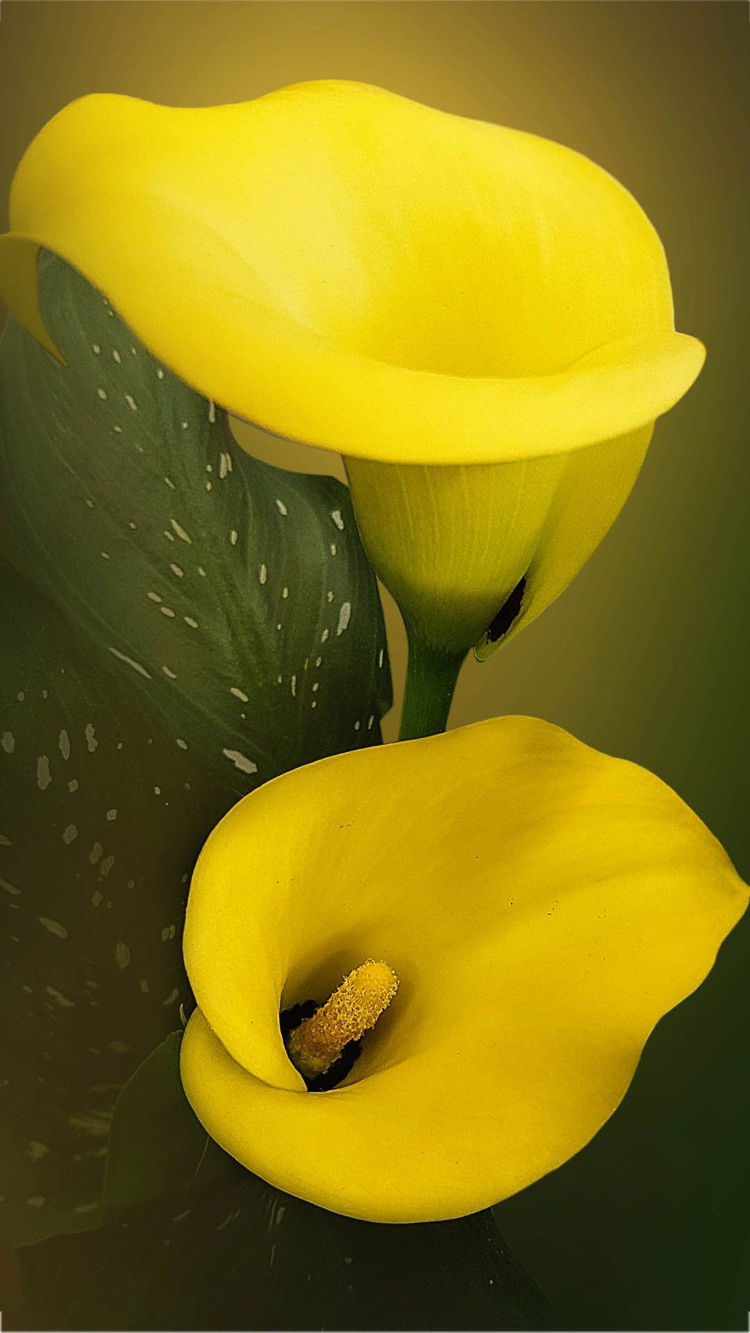 Calla Lily: Zantedeschia elliottiana, Golden arum or golden lily. 1080x1920 Full HD Background.