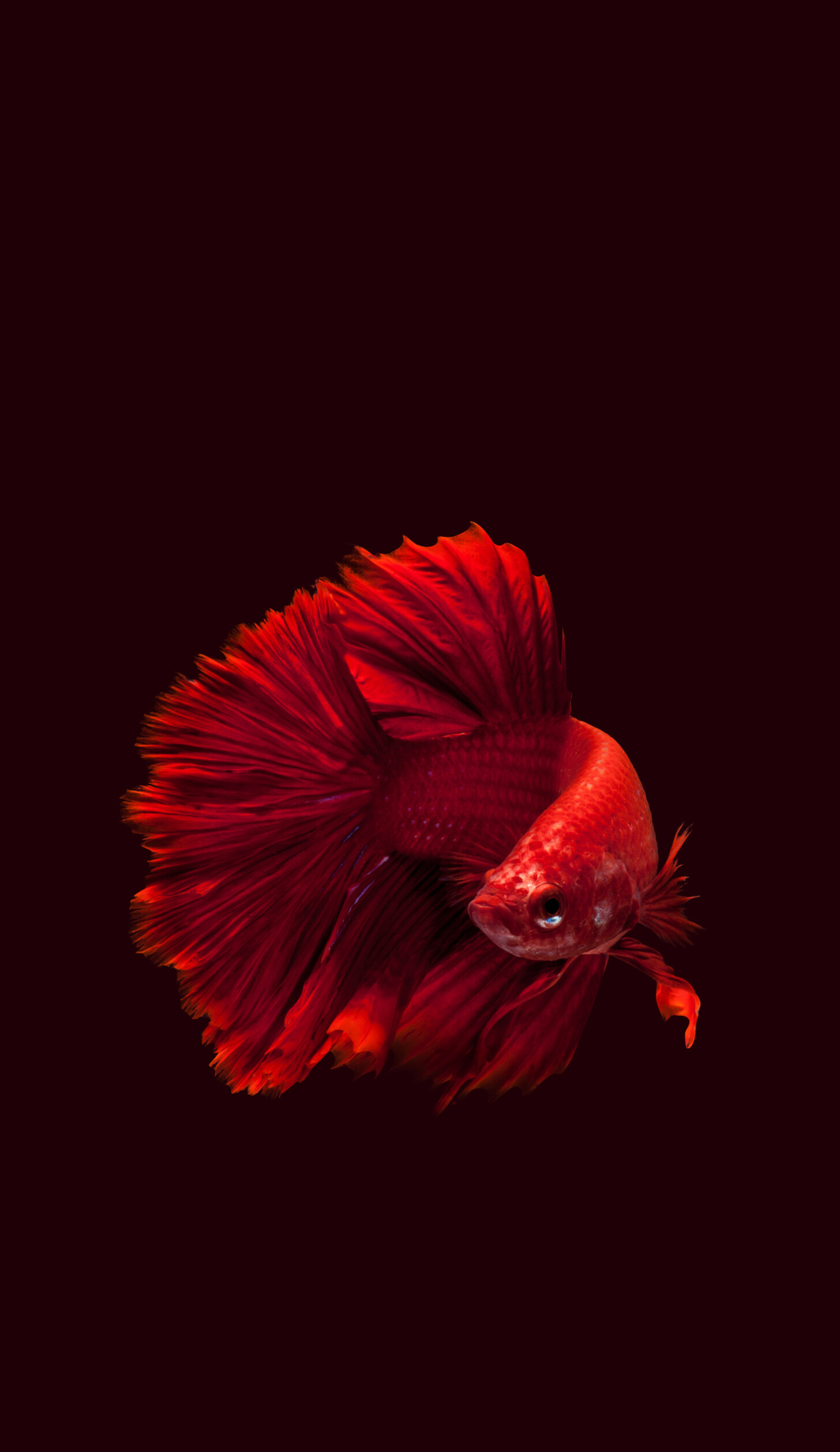 Fish: Betta, Aquatic species, Underwater creatures. 1460x2520 HD Background.