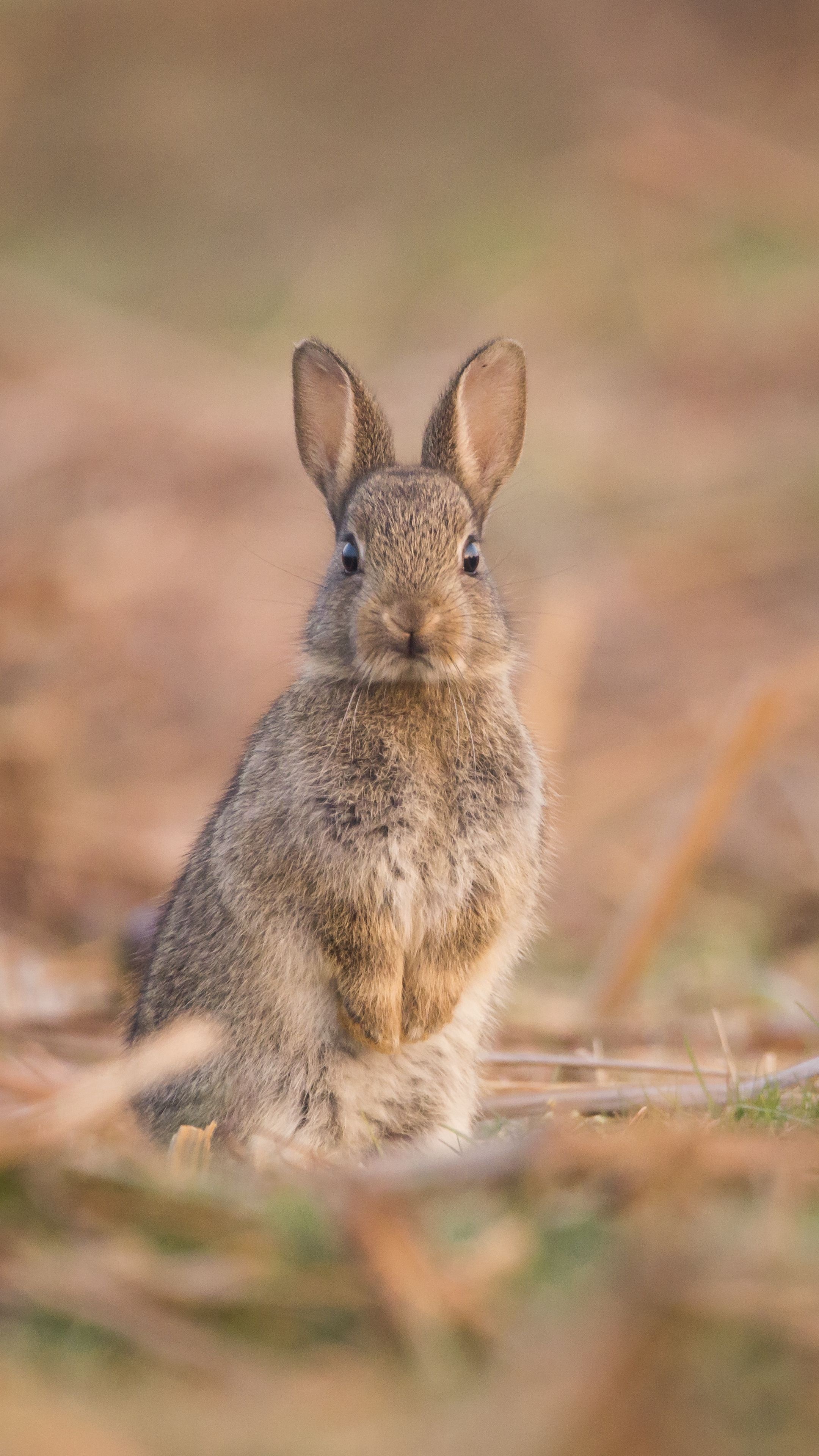 Cute little hare, Samual Stone's photography, Wildlife wallpaper, Stunning animal, 2160x3840 4K Phone