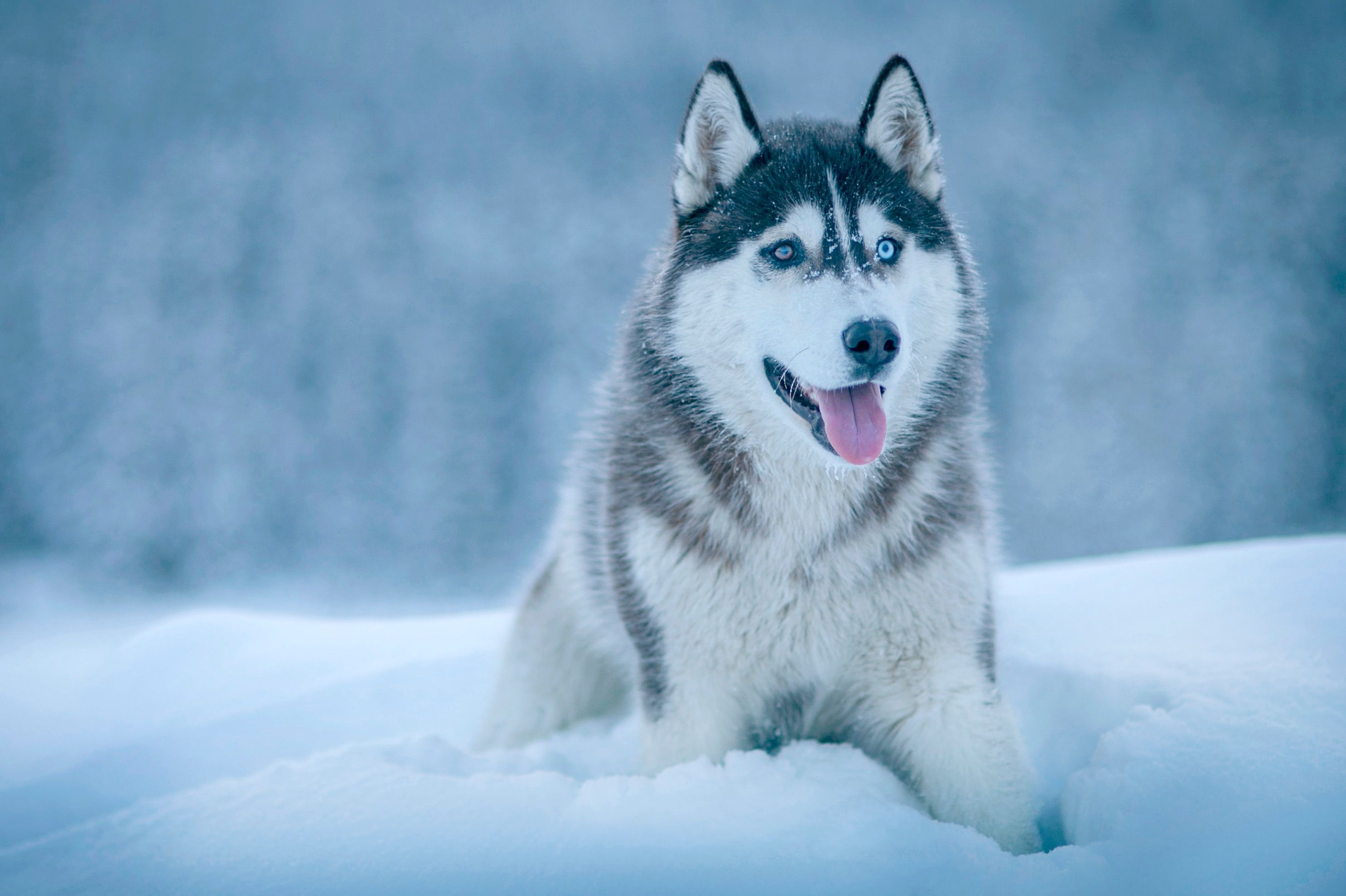 Cute husky dogs, Snow-loving wolf, Immense joy, Fluffy snow, 2980x1980 HD Desktop