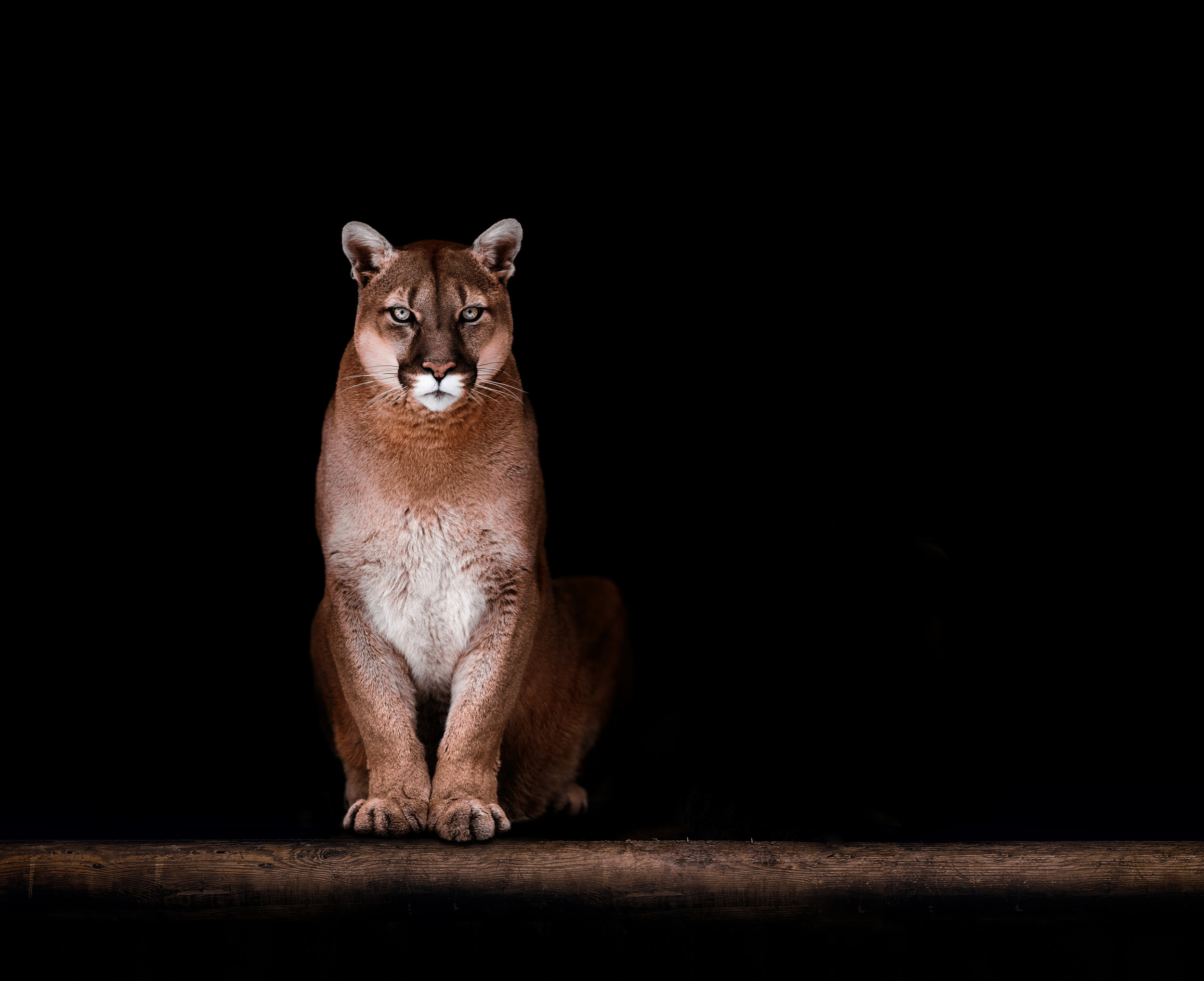 Mountain lion, Fearless intruder, Unprecedented event, Wildlife encounter, 2500x2040 HD Desktop