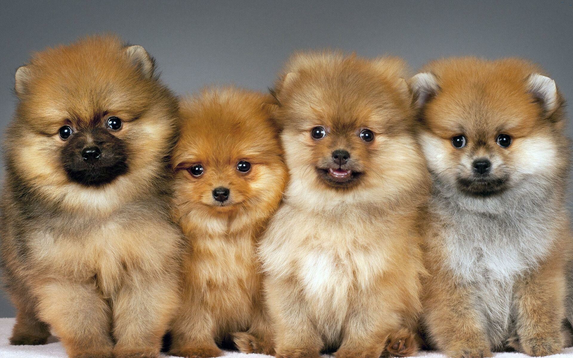 Pomeranian: During Queen Victoria’s lifetime, the size of the breed decreased by half. 1920x1200 HD Background.