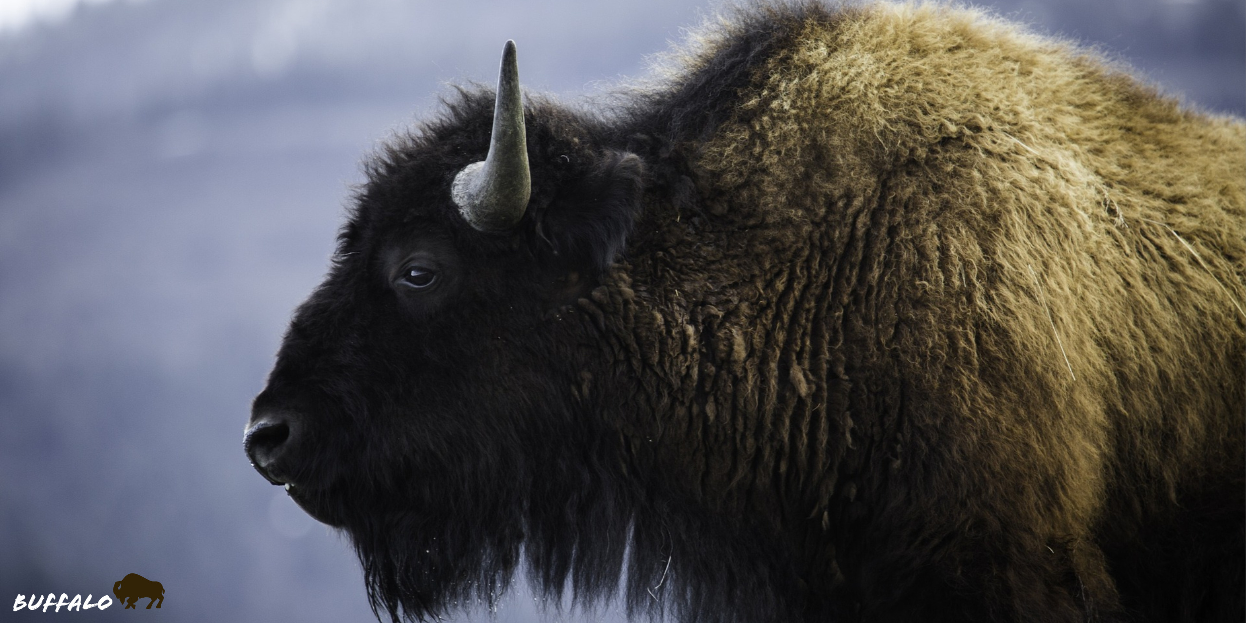Bison wallpaper for XFCE desktop, Buffalo beauty in high-definition, Eye-catching buffalo imagery, Stunning buffalo background, 2560x1280 Dual Screen Desktop