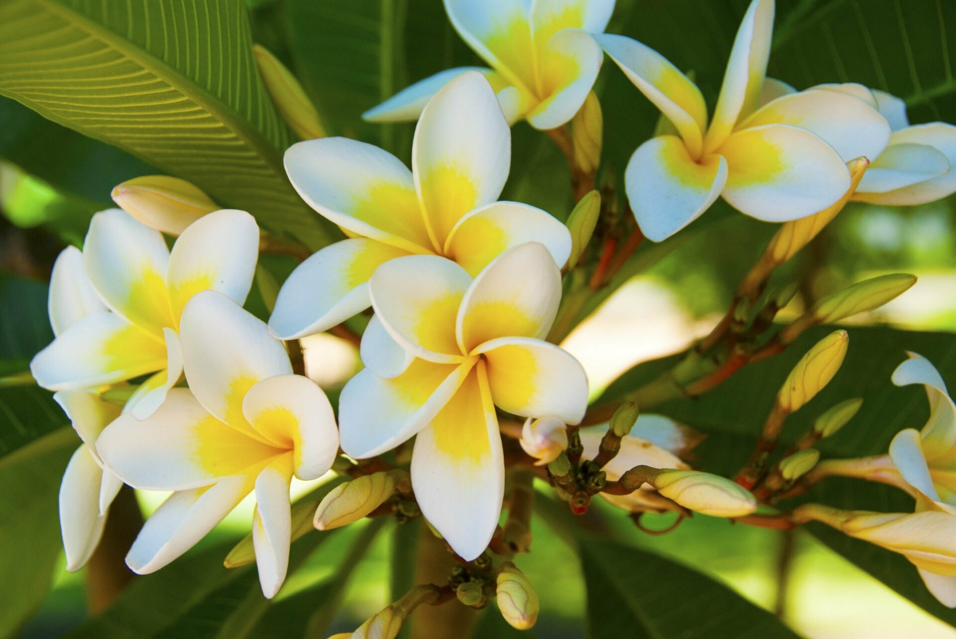 Frangipani Flower: In Asia, plumeria flowers adorn Buddhist and Hindu temples, The trees are known as “temple trees". 1920x1290 HD Wallpaper.