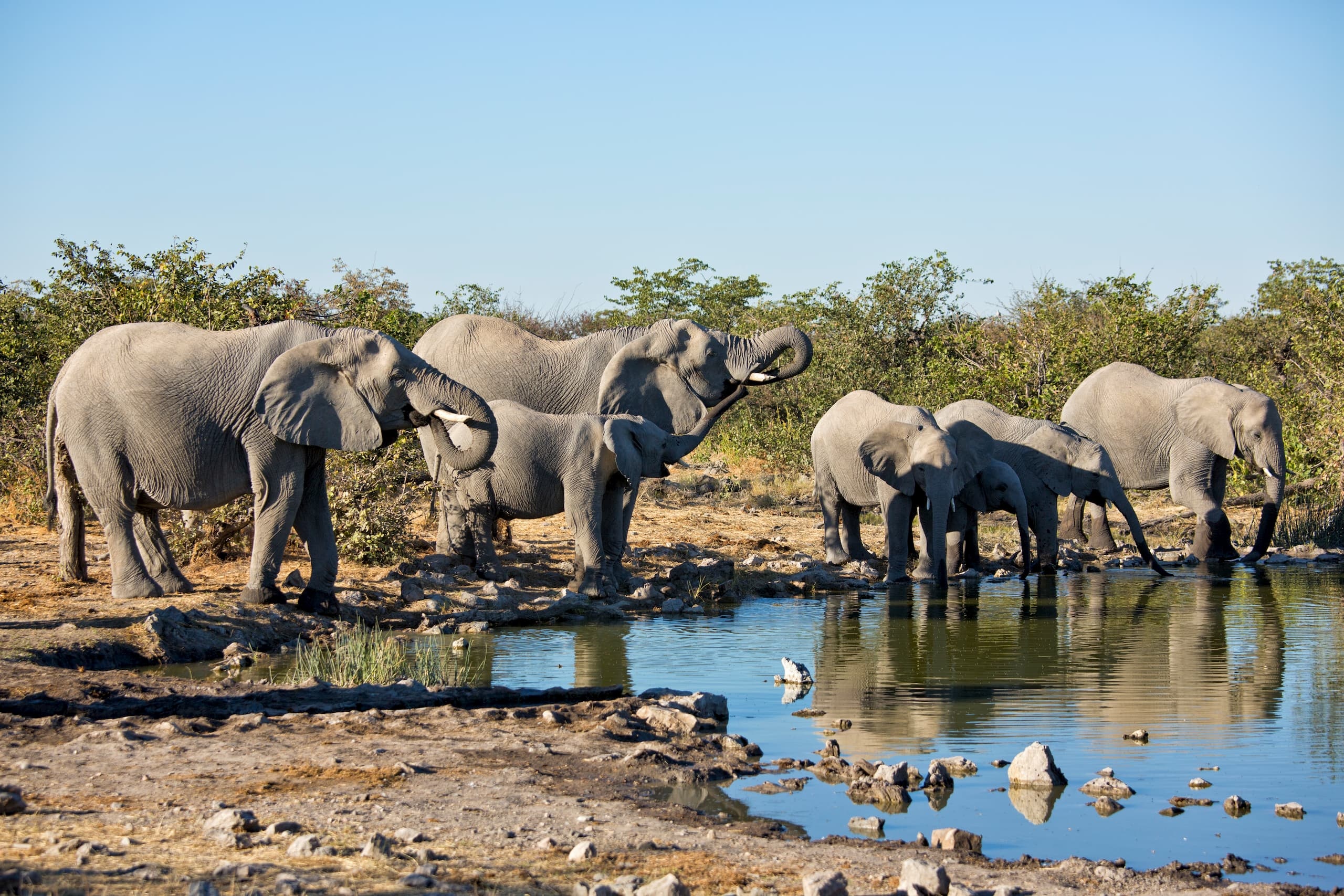Etosha National Park, Conservation travel, Safari, Namibia, 2560x1710 HD Desktop