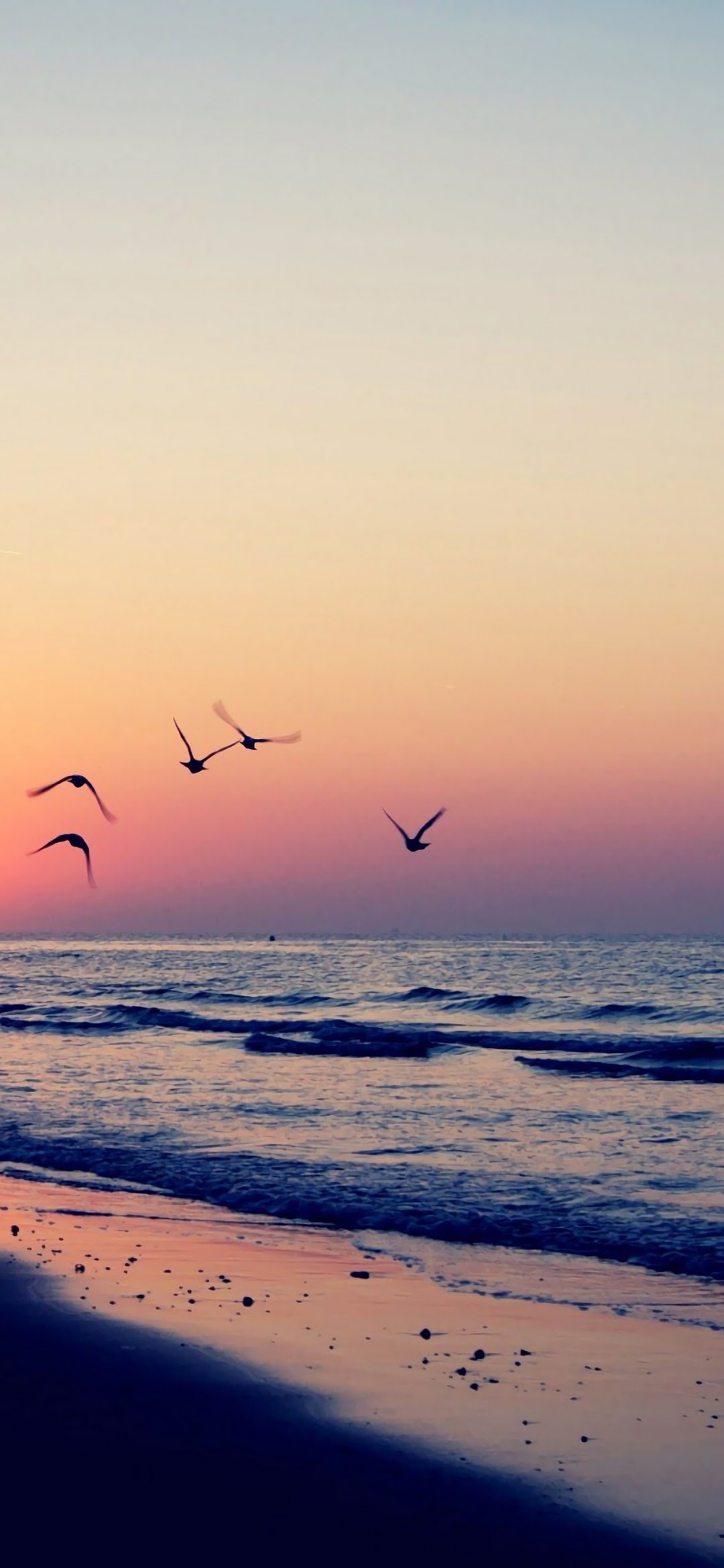 Seascape: A flock of seagulls flies not very high at the sandy beach in the evening. 1080x2340 HD Background.