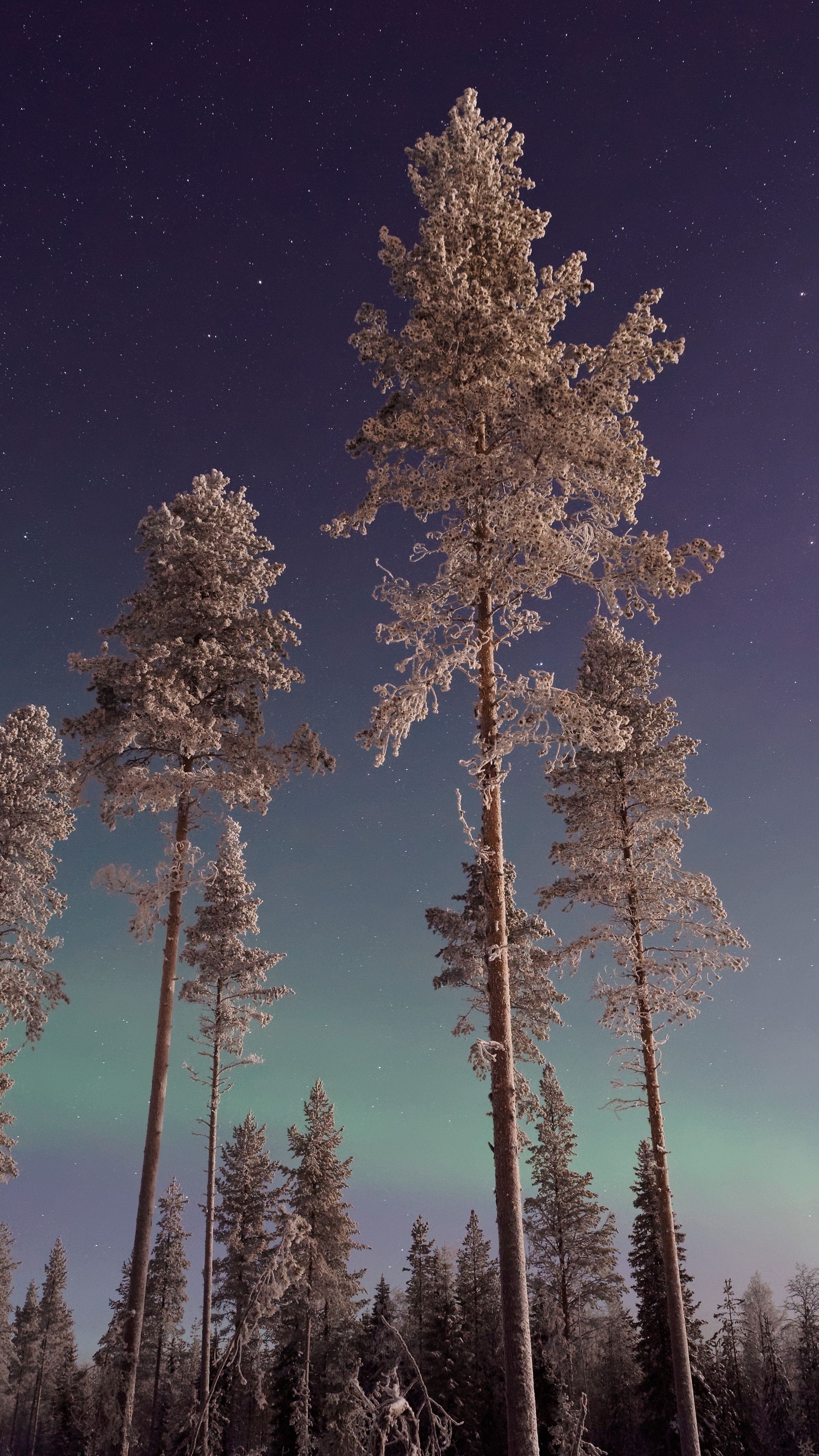 Tall pine trees, Winter wonderland, Northern lights, Sony Xperia, 2160x3840 4K Handy