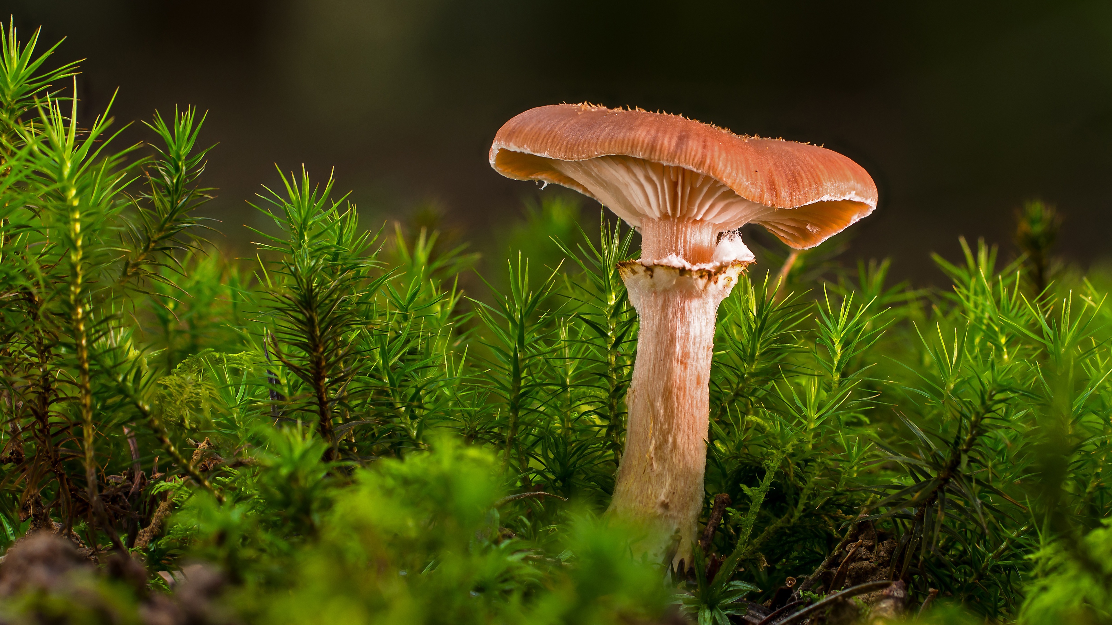 Mushroom 4K Ultra, HD wallpaper, Nature's beauty, Captivating fungi, 3840x2160 4K Desktop