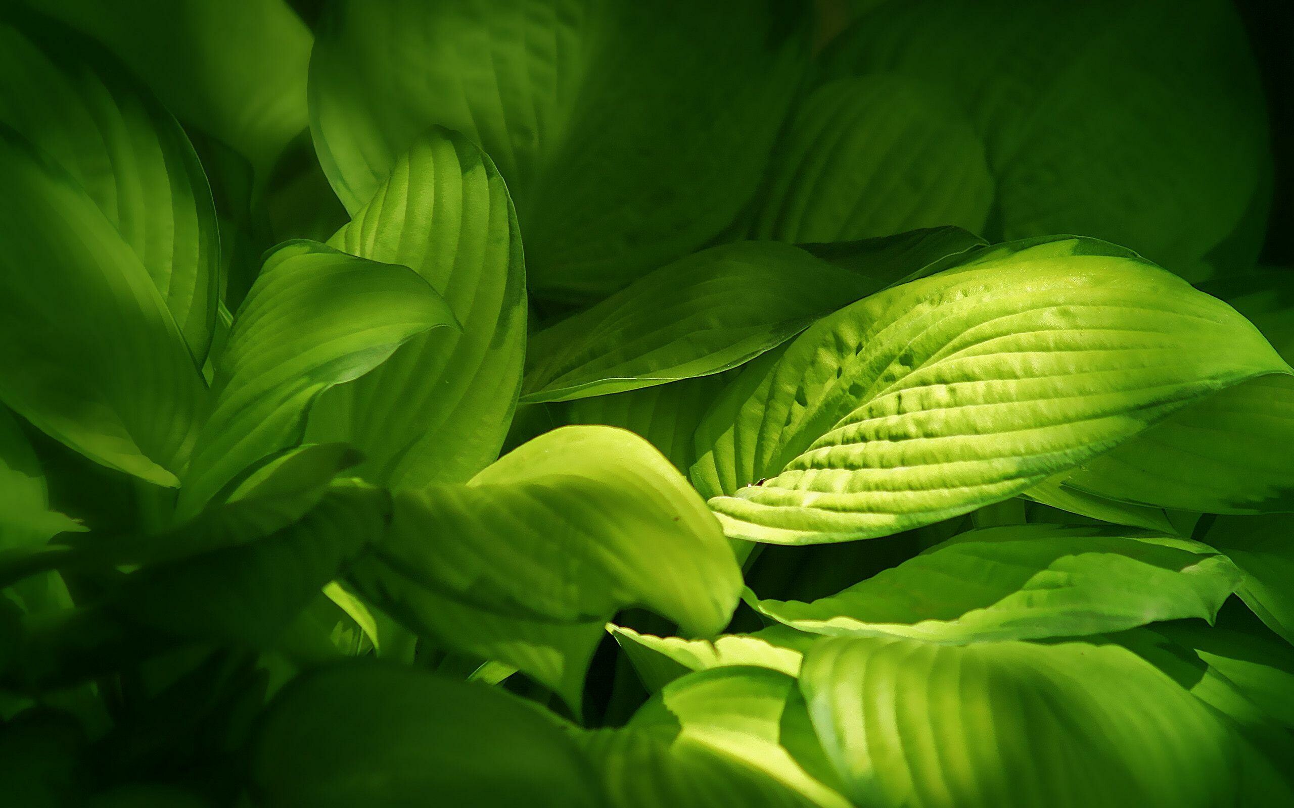 Leaves: Plant growth, Photosynthesis, Food manufacturing process in green plants. 2560x1600 HD Wallpaper.