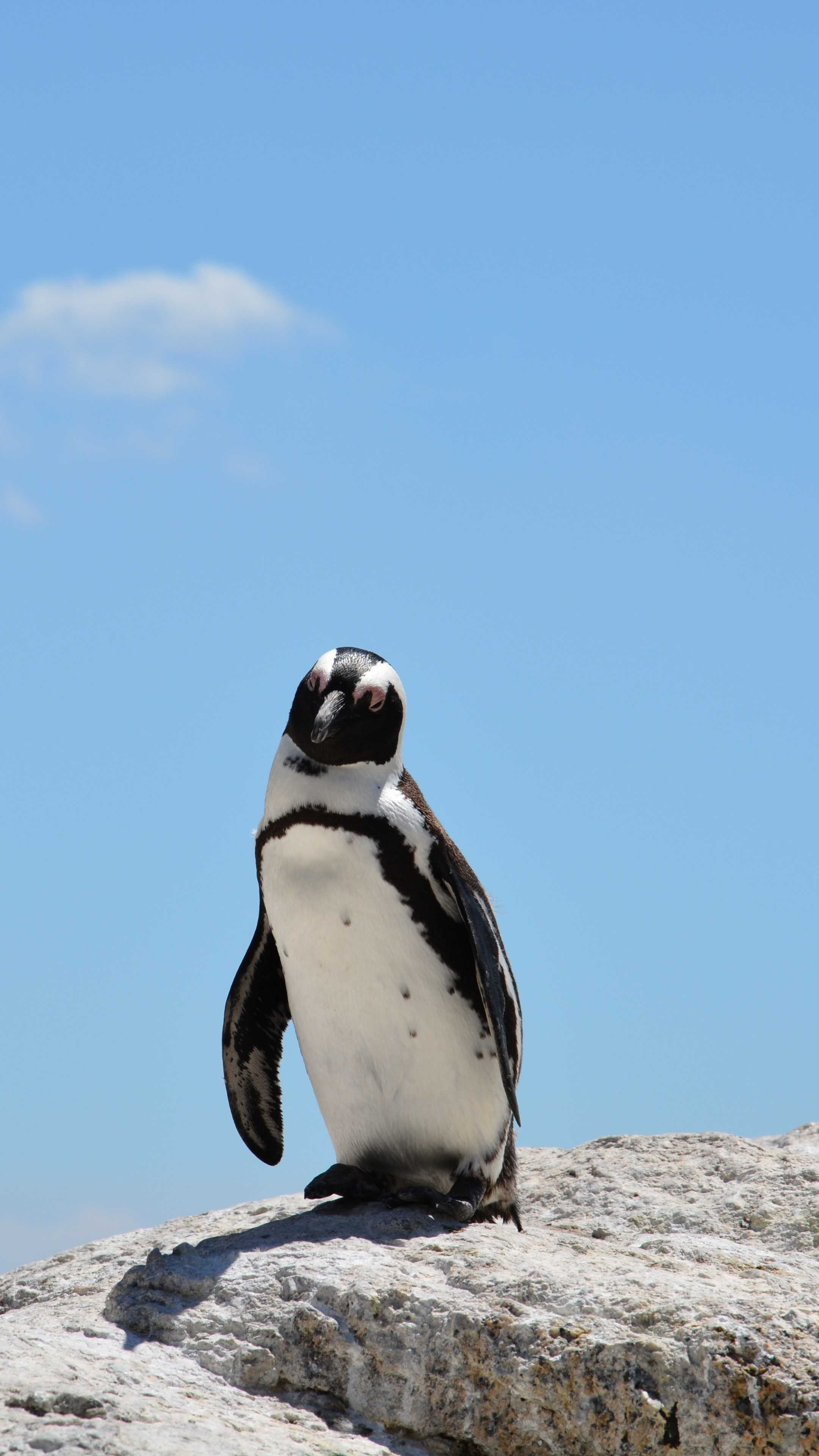 Varied penguin wallpapers, Diverse collection, 94 options, Penguin variety, 2160x3840 4K Phone