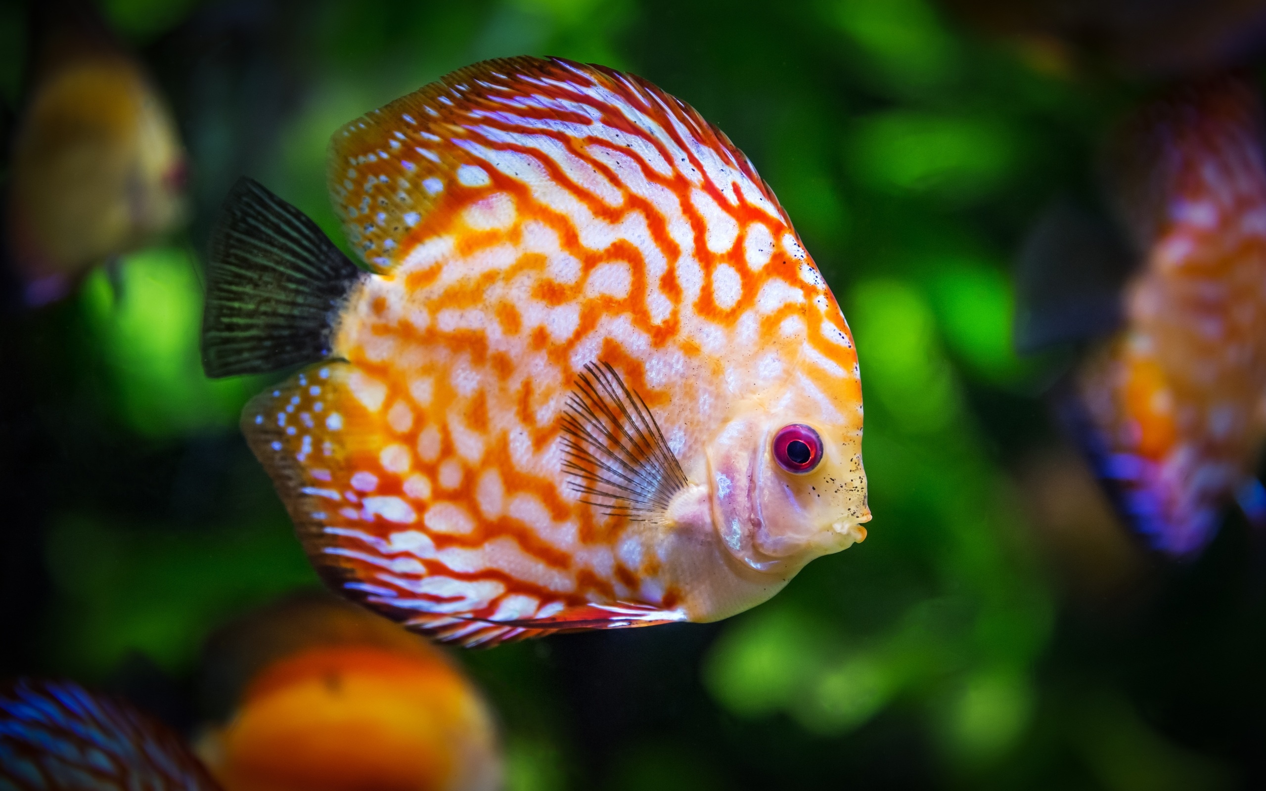 Discus fish 5K wallpapers, High-resolution images, Exquisite and vibrant, Captivating underwater beauty, 2560x1600 HD Desktop