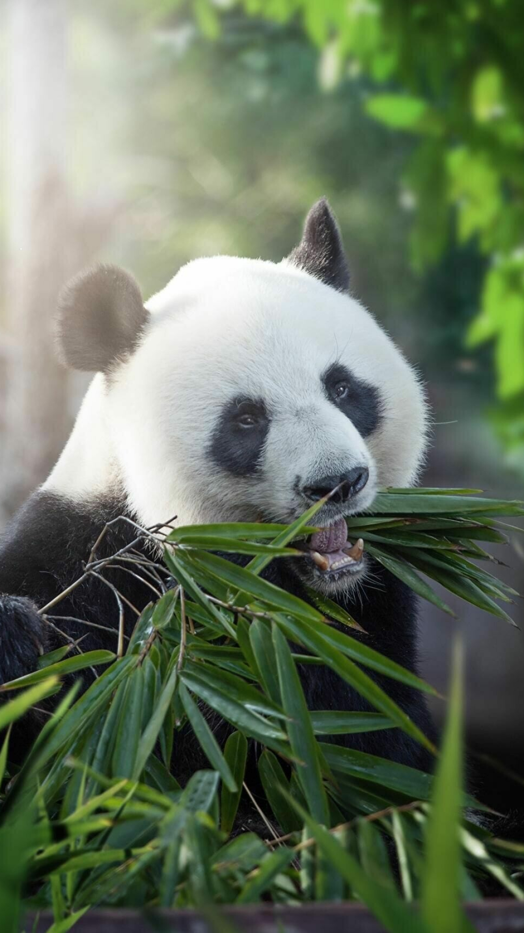 Panda: Mammal, Once widespread right across southern and eastern China as well as Myanmar and Vietnam. 1080x1920 Full HD Background.