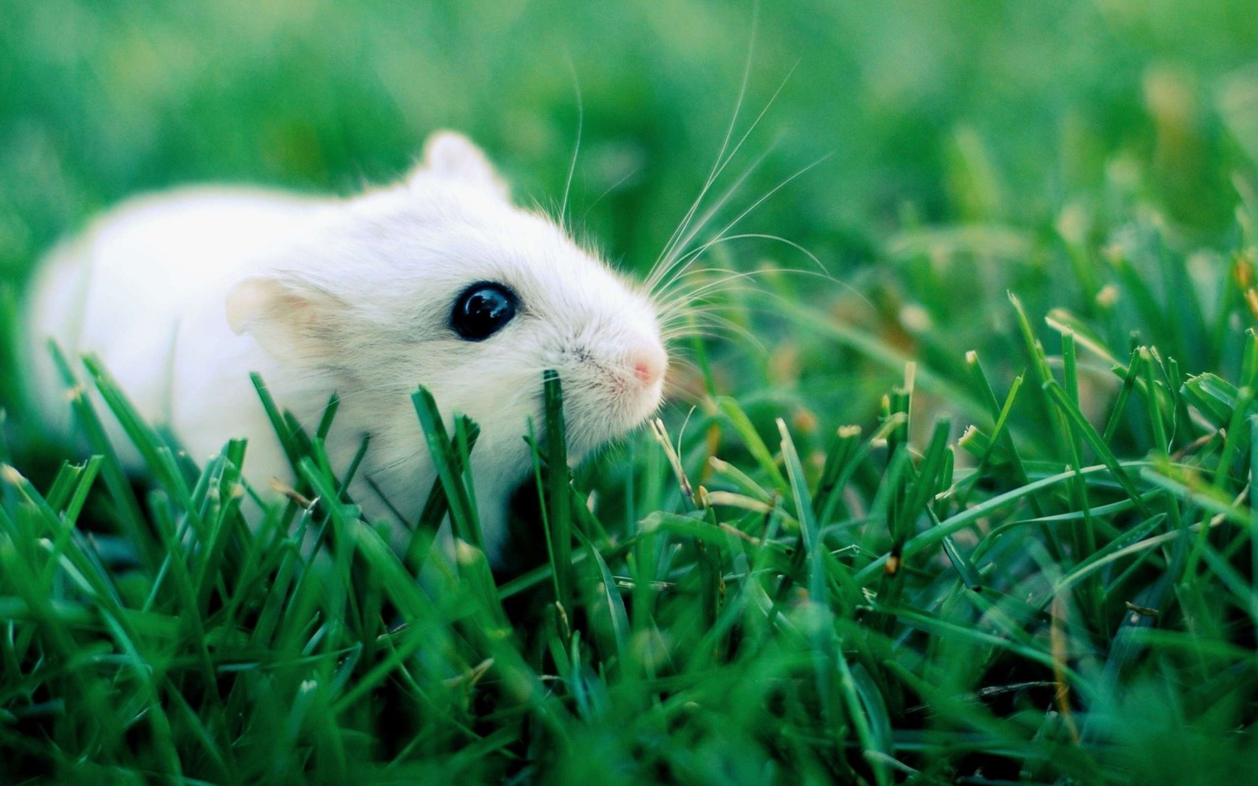 Cute hamster, Adorable pet, Christopher Peltier, Animal lover, 2560x1600 HD Desktop