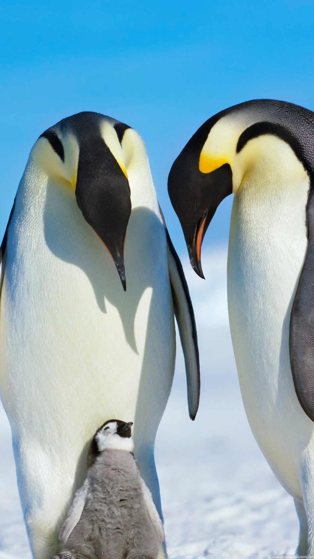 Penguin family wallpaper, Wholesome family, Cute bird clan, Loving bond, 1080x1920 Full HD Phone