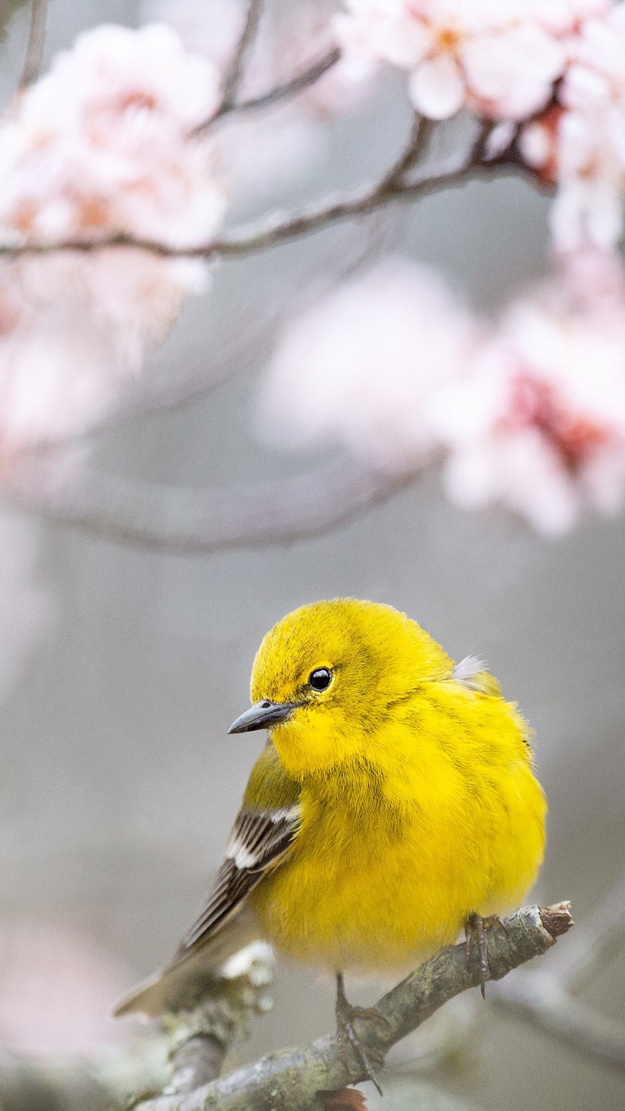 Bird: Pine warbler, A small songbird of the New World warbler family. 2160x3840 4K Background.