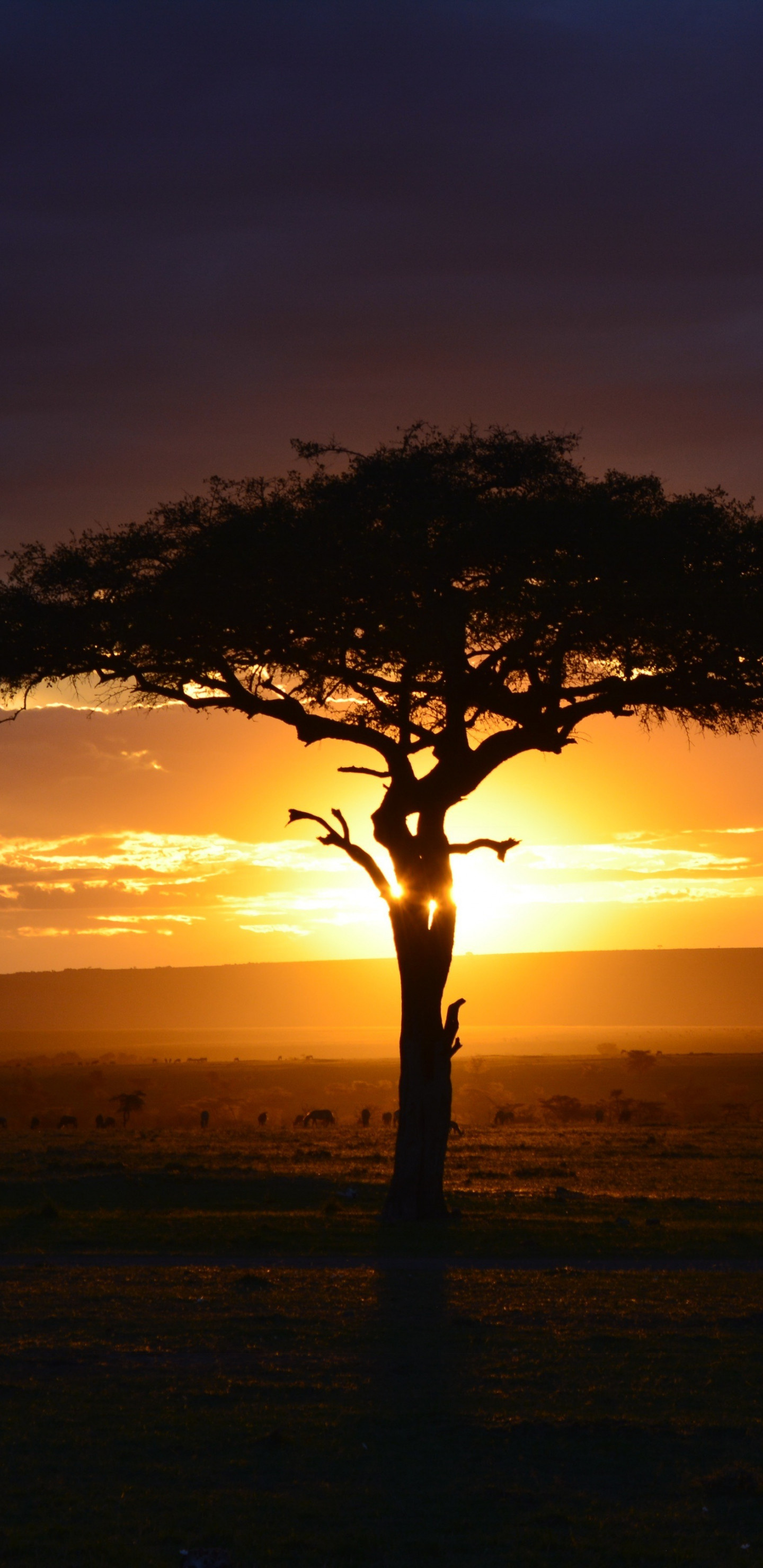 Vibrant wildlife, Maasai tribe, Nairobi cityscape, Breathtaking landscapes, 1440x2960 HD Handy