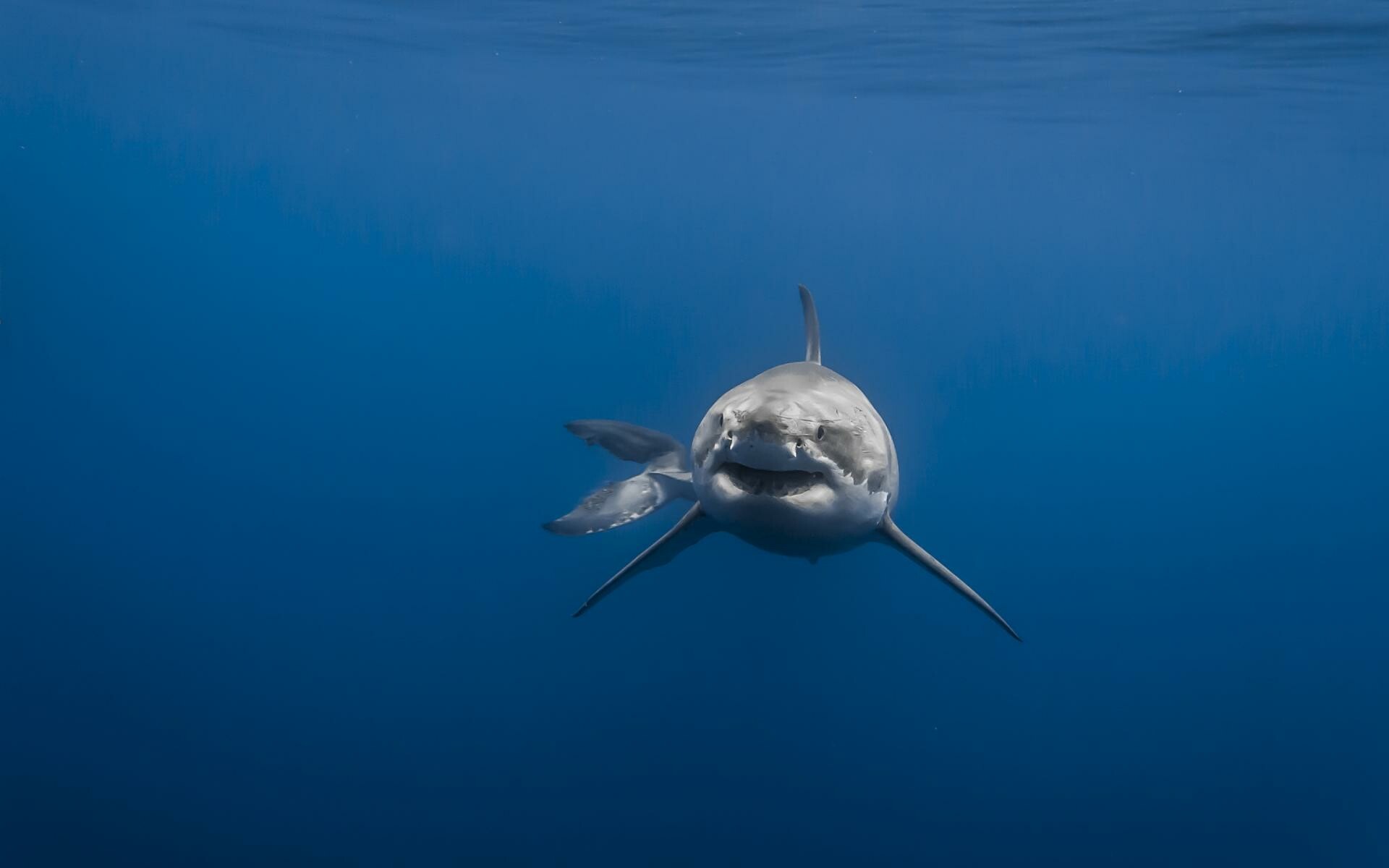Shark: This specie does not have swim bladder and must swim perpetually to keep from sinking. 1920x1200 HD Wallpaper.