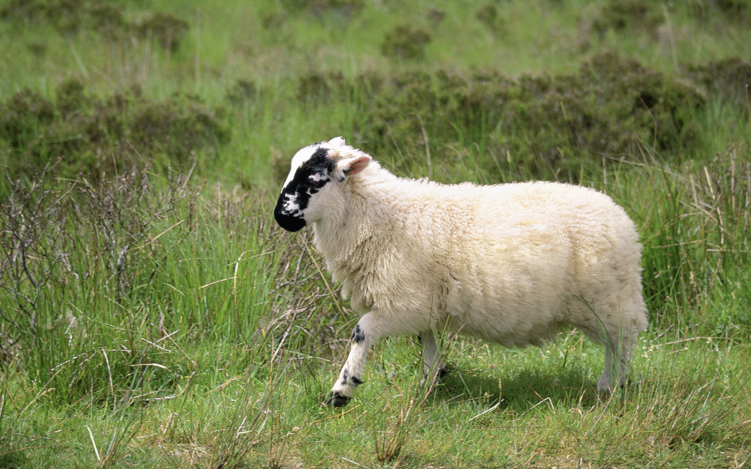 Woolly companions, Sheep in nature, Playful lambs, Idyllic landscapes, 2560x1600 HD Desktop