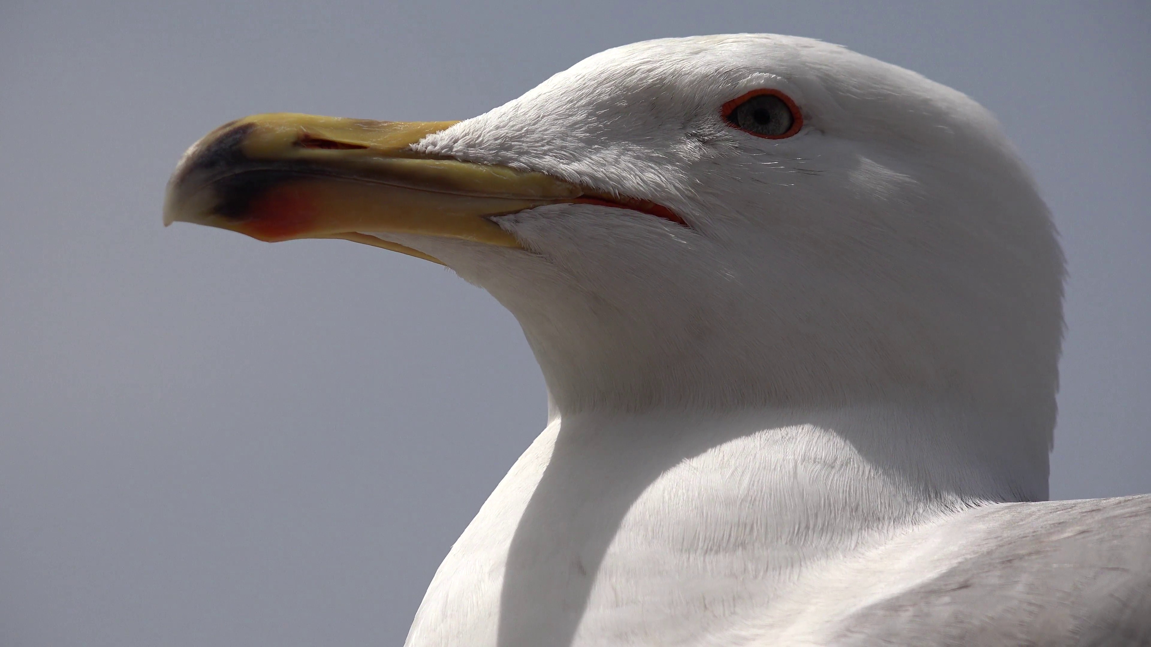 Macro photography, Seagull details, Bird's-eye view, Stunning close-up, 3840x2160 4K Desktop