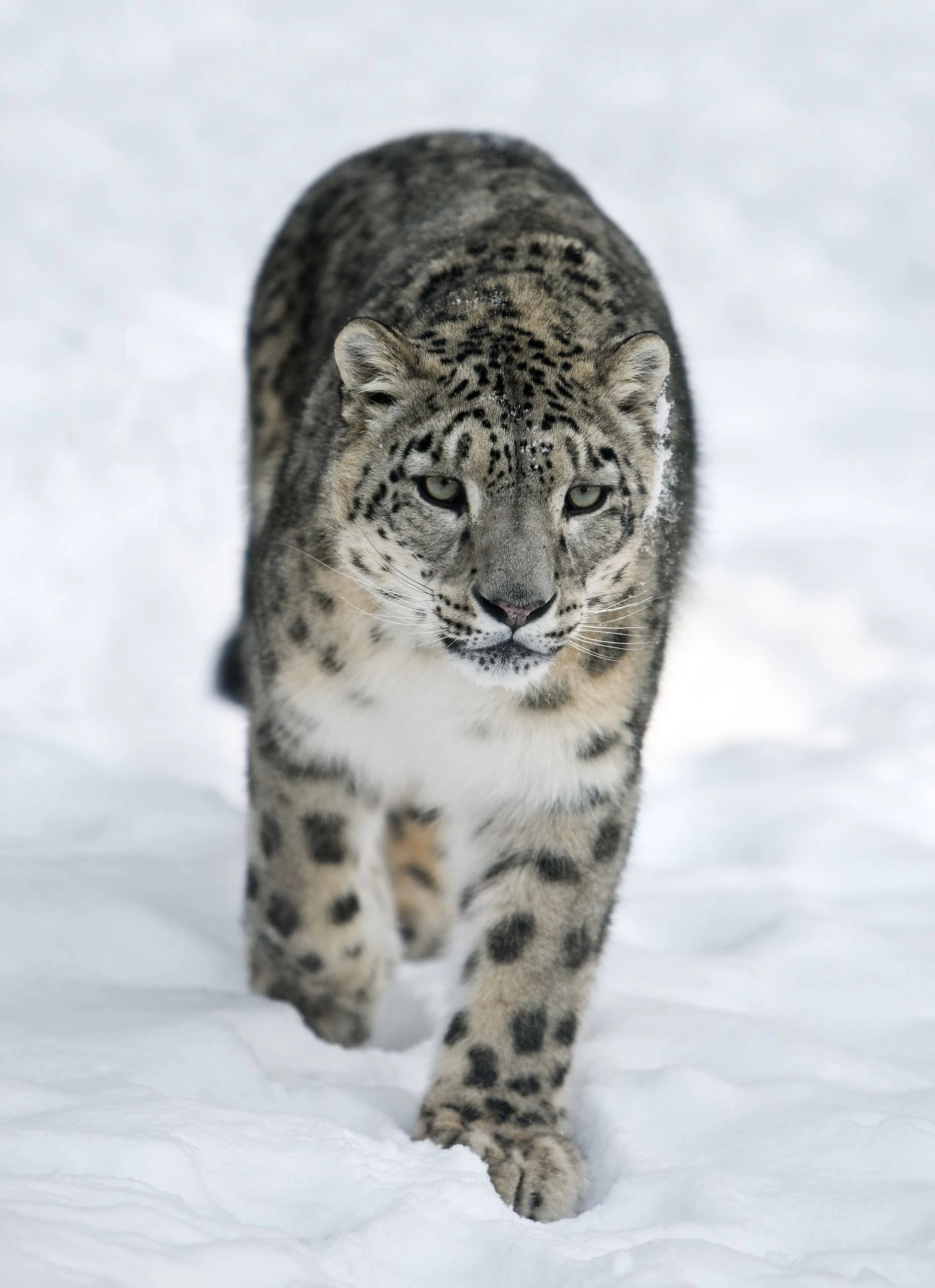 Snow Leopard, Expedition, Topliners Club, 1860x2560 HD Handy