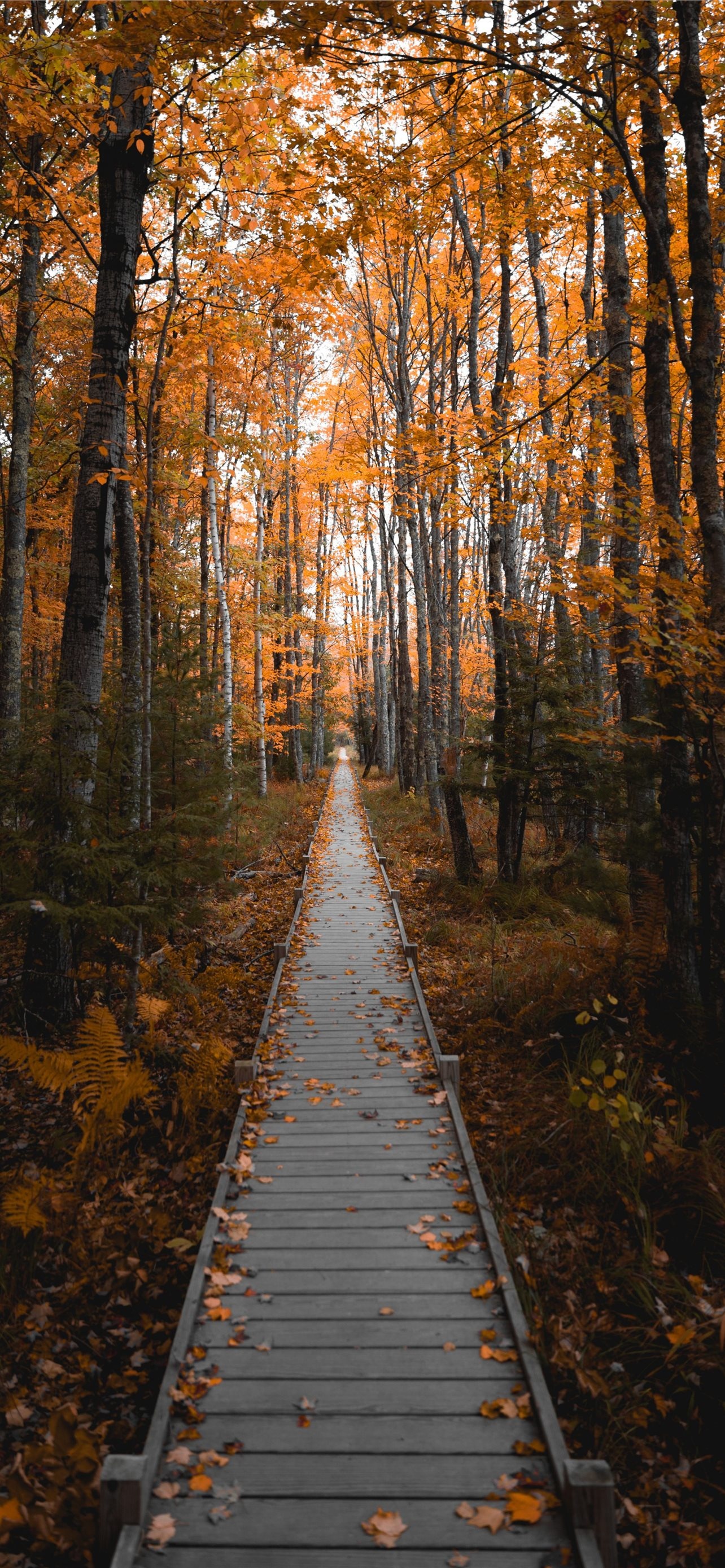 Acadia National Park, Stunning fall photos, iPhone wallpapers, Travels, 1290x2780 HD Handy