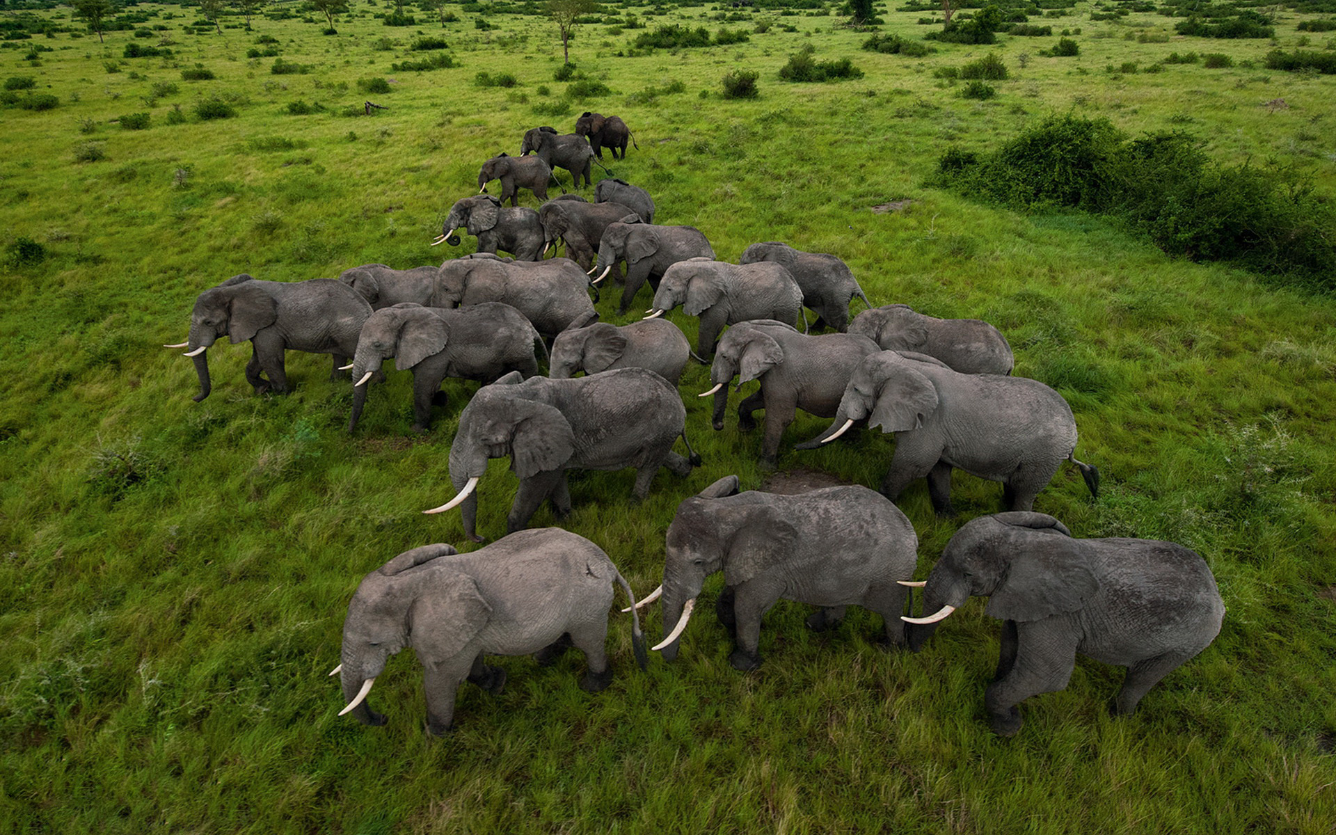 Uganda travels, Fantastic HD animal herd, Beautiful wallpapers, 1920x1200 HD Desktop