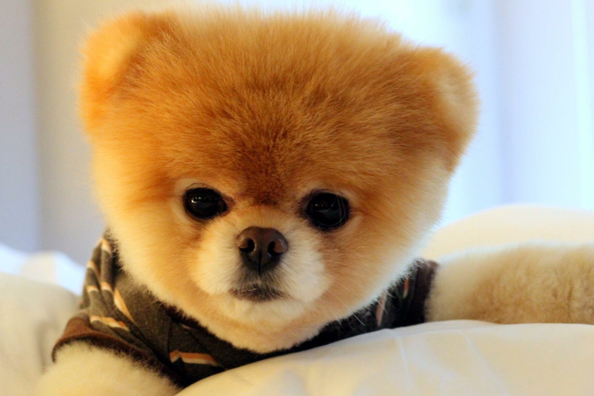 Dog: Boo, The Pomeranian, The breed has been made popular by a number of royal owners since the 18th century. 2050x1370 HD Background.