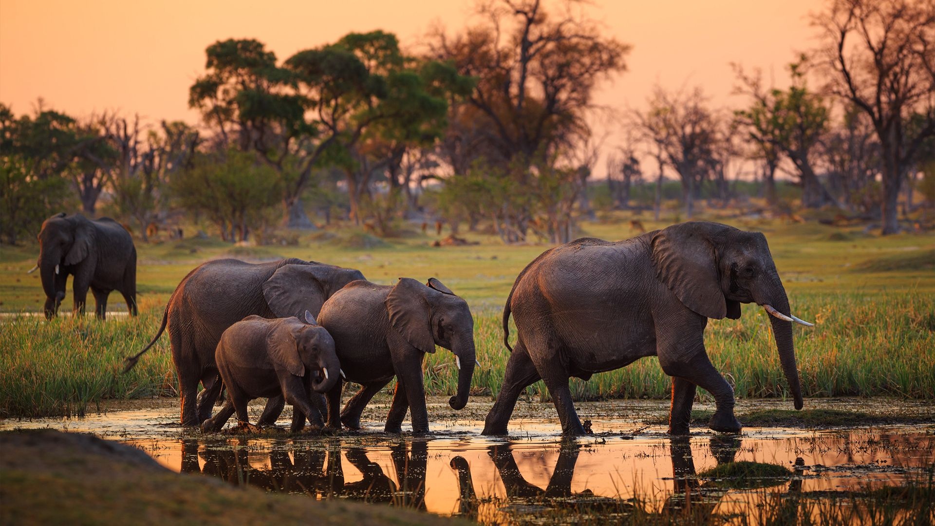 Okavango Delta, Springbok expeditions, African wilderness, Nature's beauty, 1920x1080 Full HD Desktop