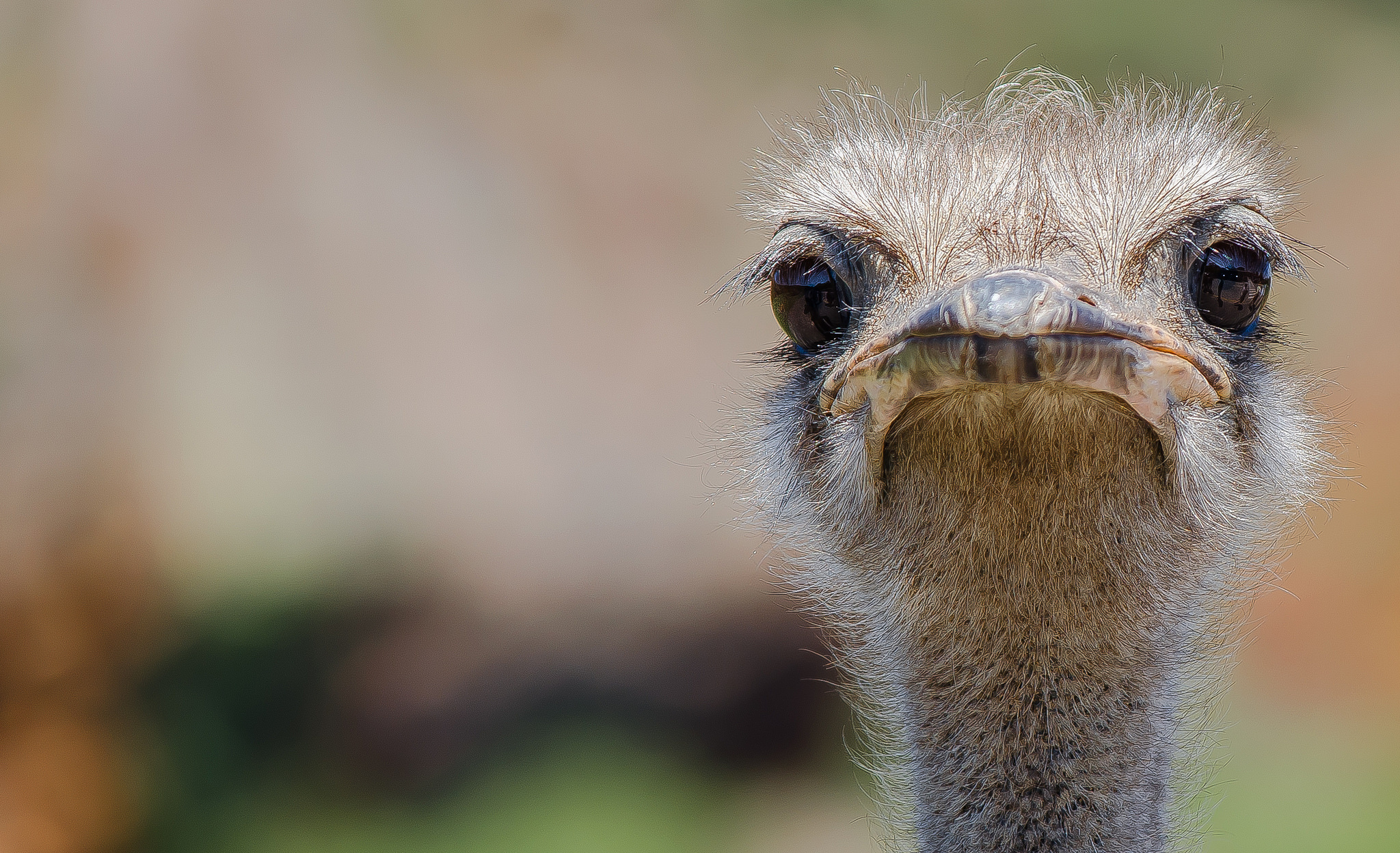 Diverse ostrich wallpapers, Collection of images, Visual variety, Wallpaper selection, 2050x1250 HD Desktop