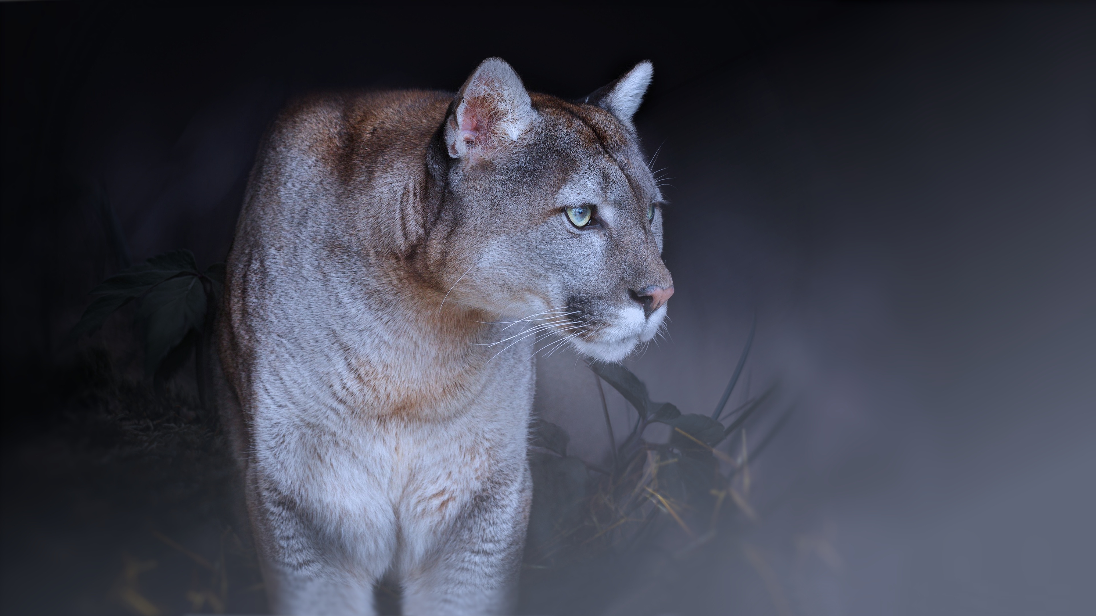 Cougar, Elegance in motion, Fierce predator, Natural balance, 3840x2160 4K Desktop